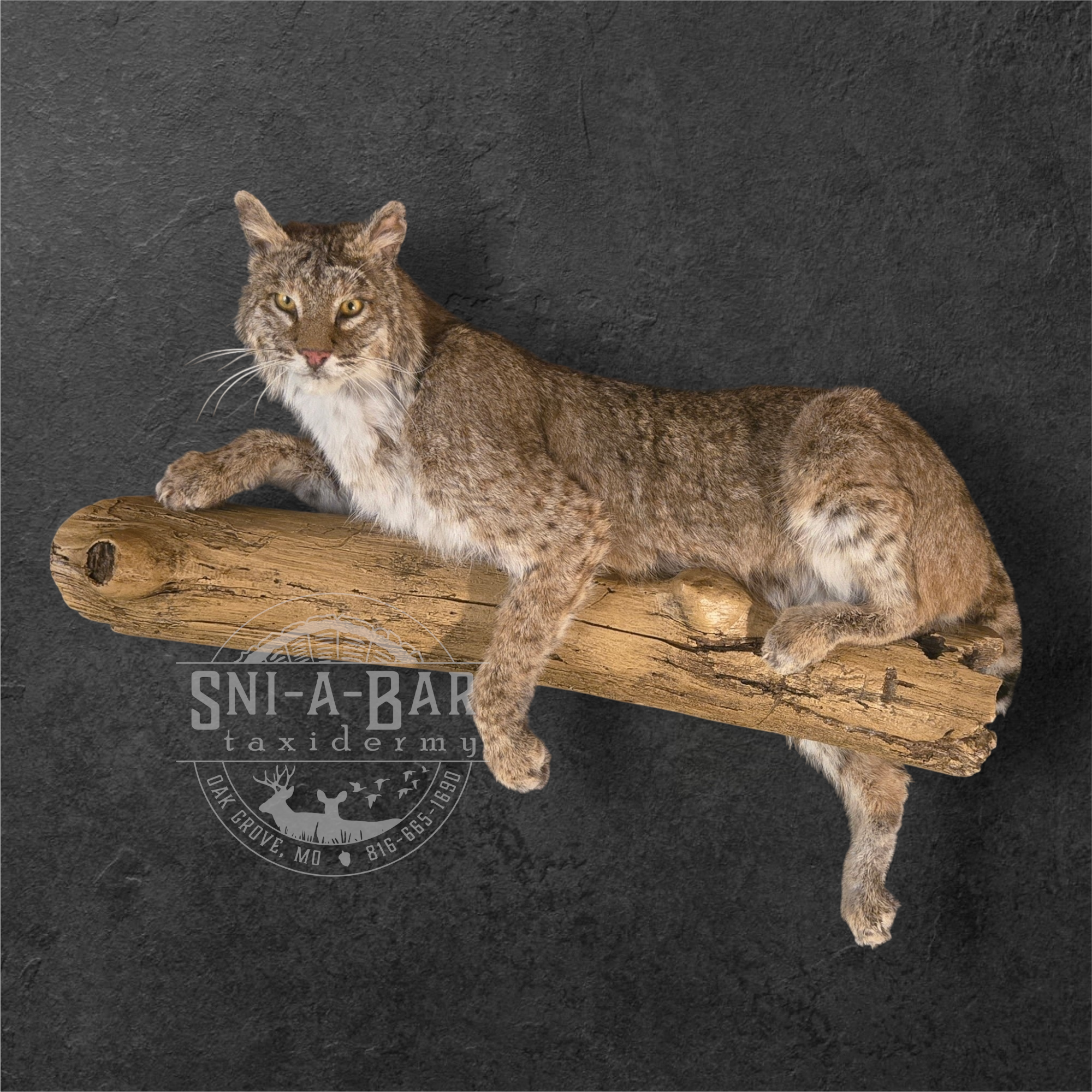 A mounted taxidermy mountain lion lying on a wooden log against a dark textured background. The log has a circular hole on one end, with a circular design overlayed marked 'SNI-A-BAR taxidermy' with a deer head logo.