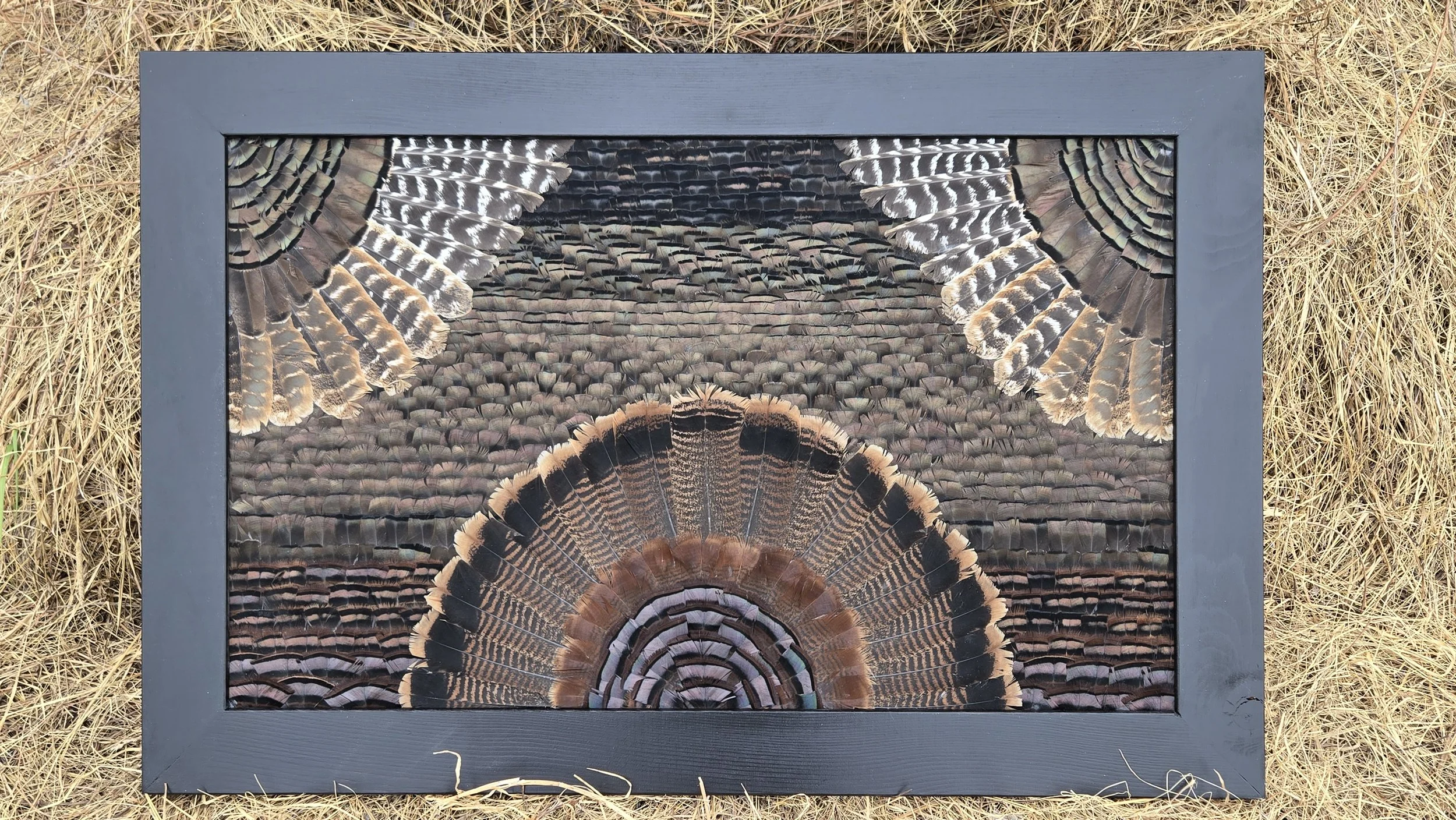 A framed close-up image of a bird's tail feathers with a pattern of black, brown, and white marking, surrounded by dried grass.