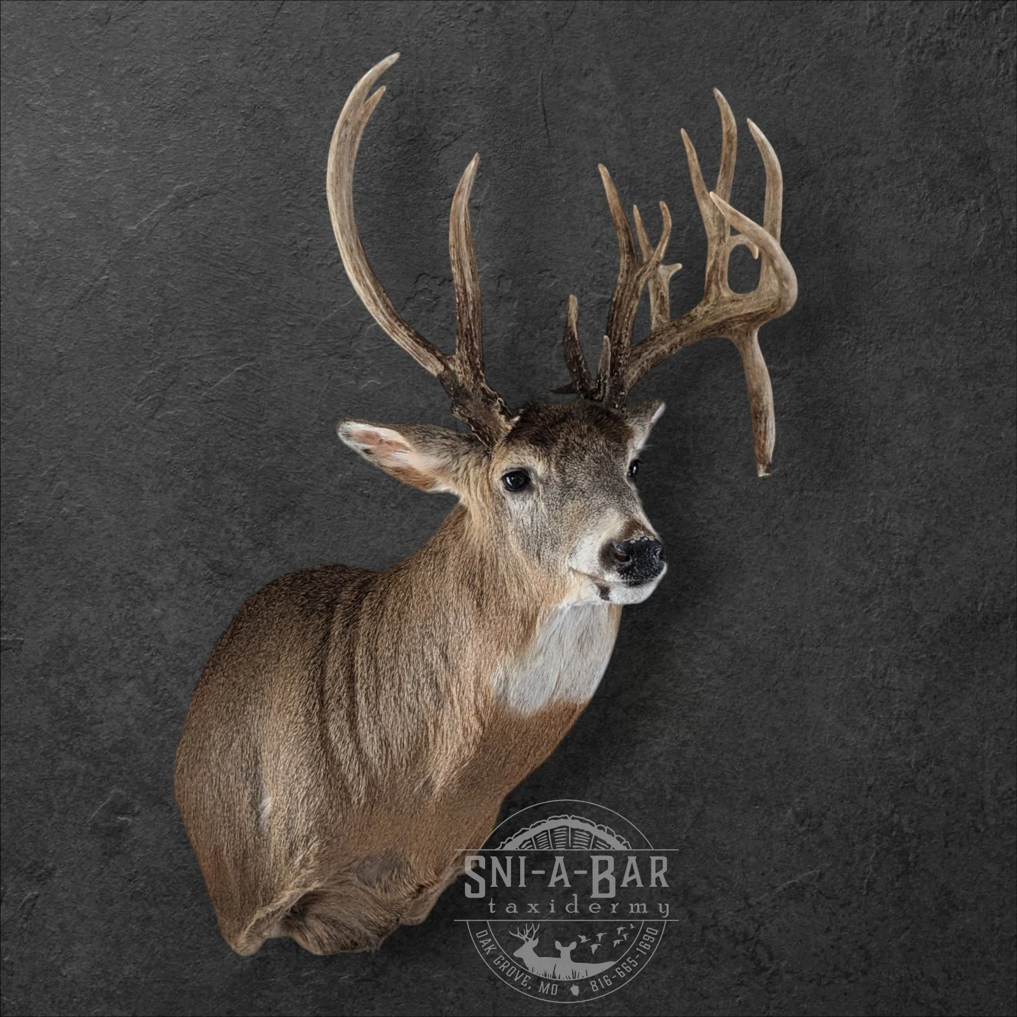 Deer Taxidermist nearby. Whitetail Deer shoulder mount Taxidermy- near Kansas MO, Independence MO, Lees Summit MO, Liberty MO, Blue Springs MO, Odessa MO, Grain Valley MO, Jackson County MO.