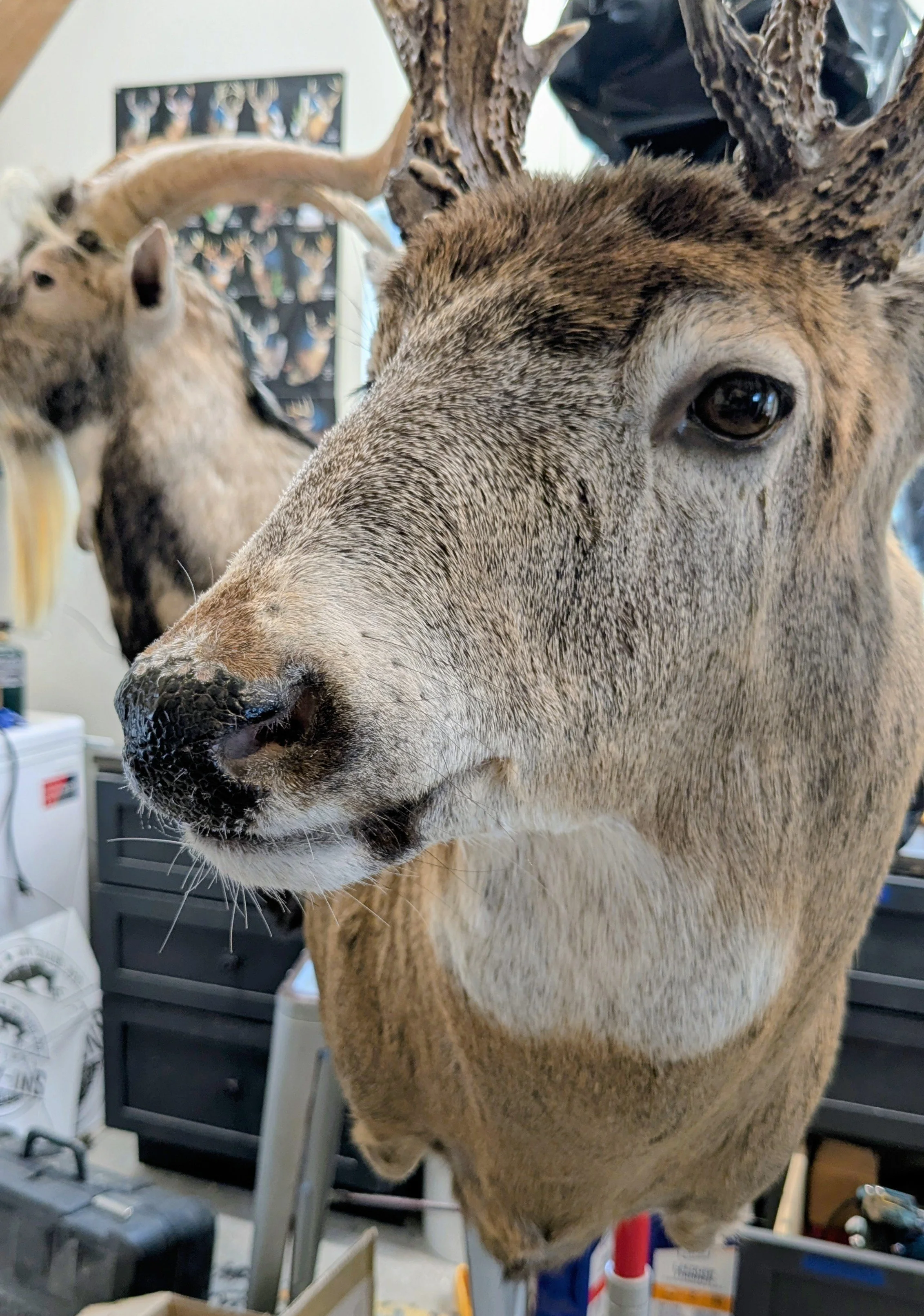 Deer Taxidermist nearby. Whitetail Deer shoulder mount Taxidermy- near Kansas MO, Independence MO, Lees Summit MO, Liberty MO, Blue Springs MO, Odessa MO, Grain Valley MO, Jackson County MO.