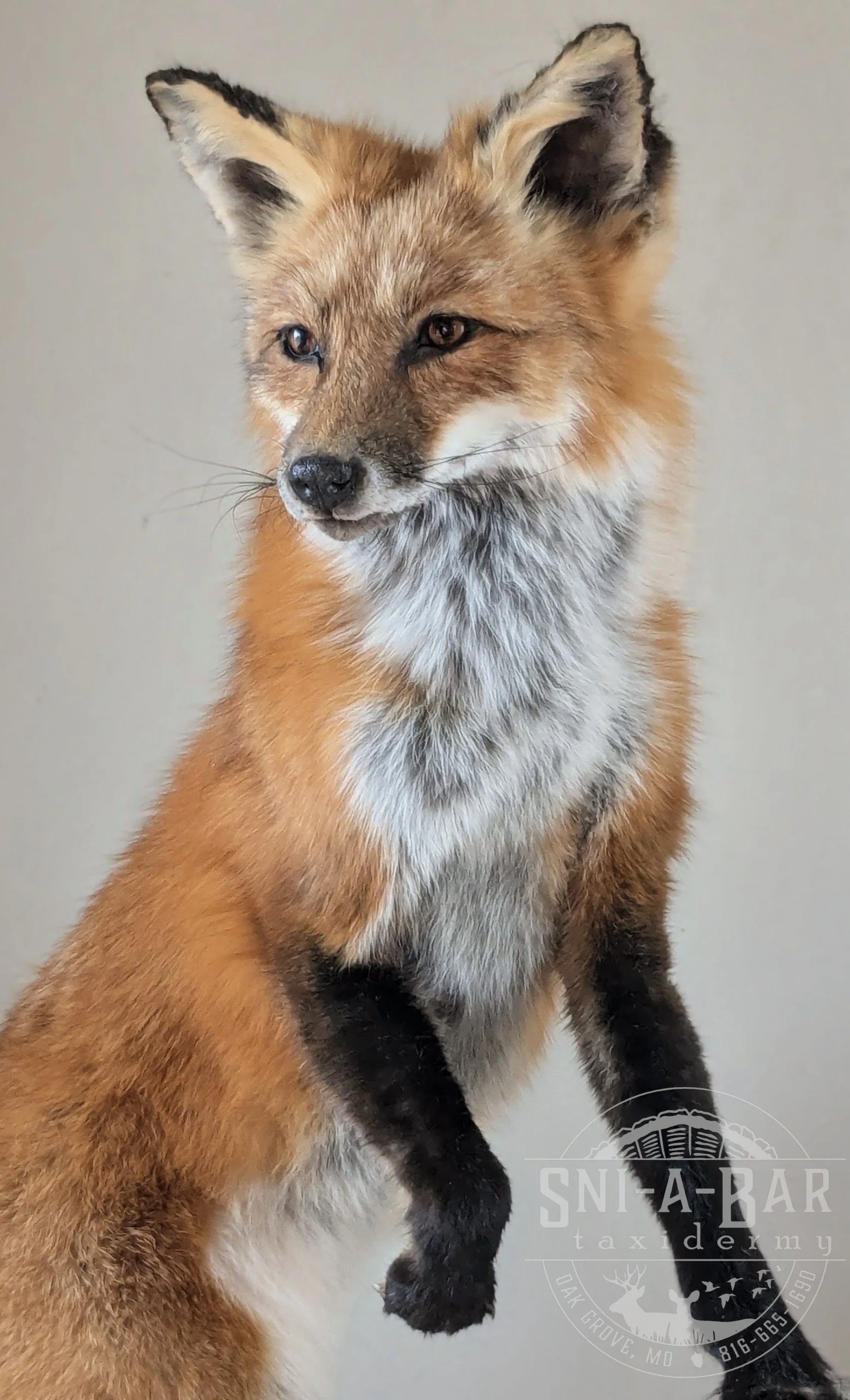 Mammal Fox Taxidermist near me Kansas City. Taxidermy- near Kansas City MO, Independence MO, Lees Summit MO, Liberty MO, Blue Springs MO, Odessa MO, Grain Valley MO, Jackson County MO.