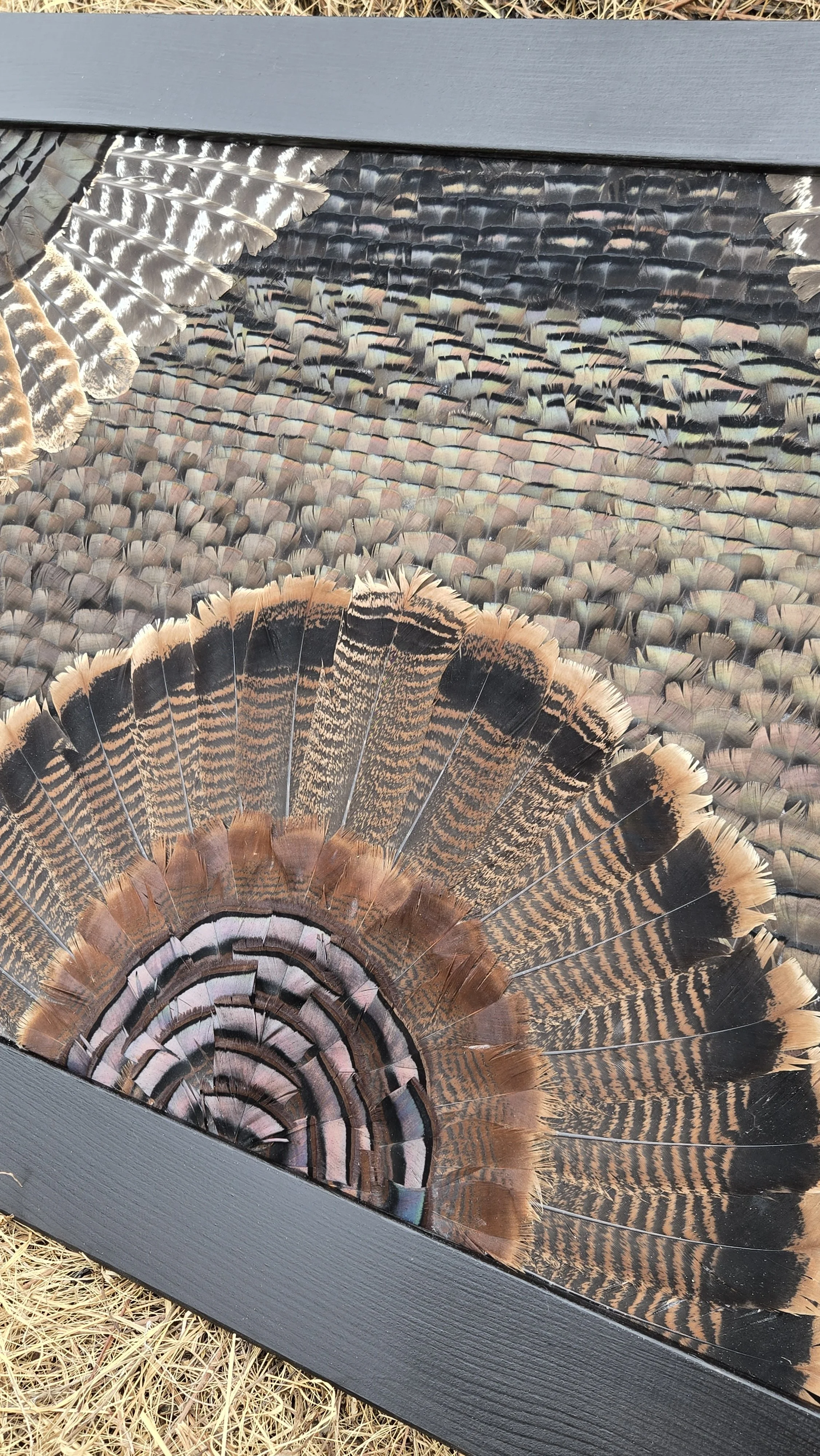 Turkey Feather Art near Kansas City MO. 