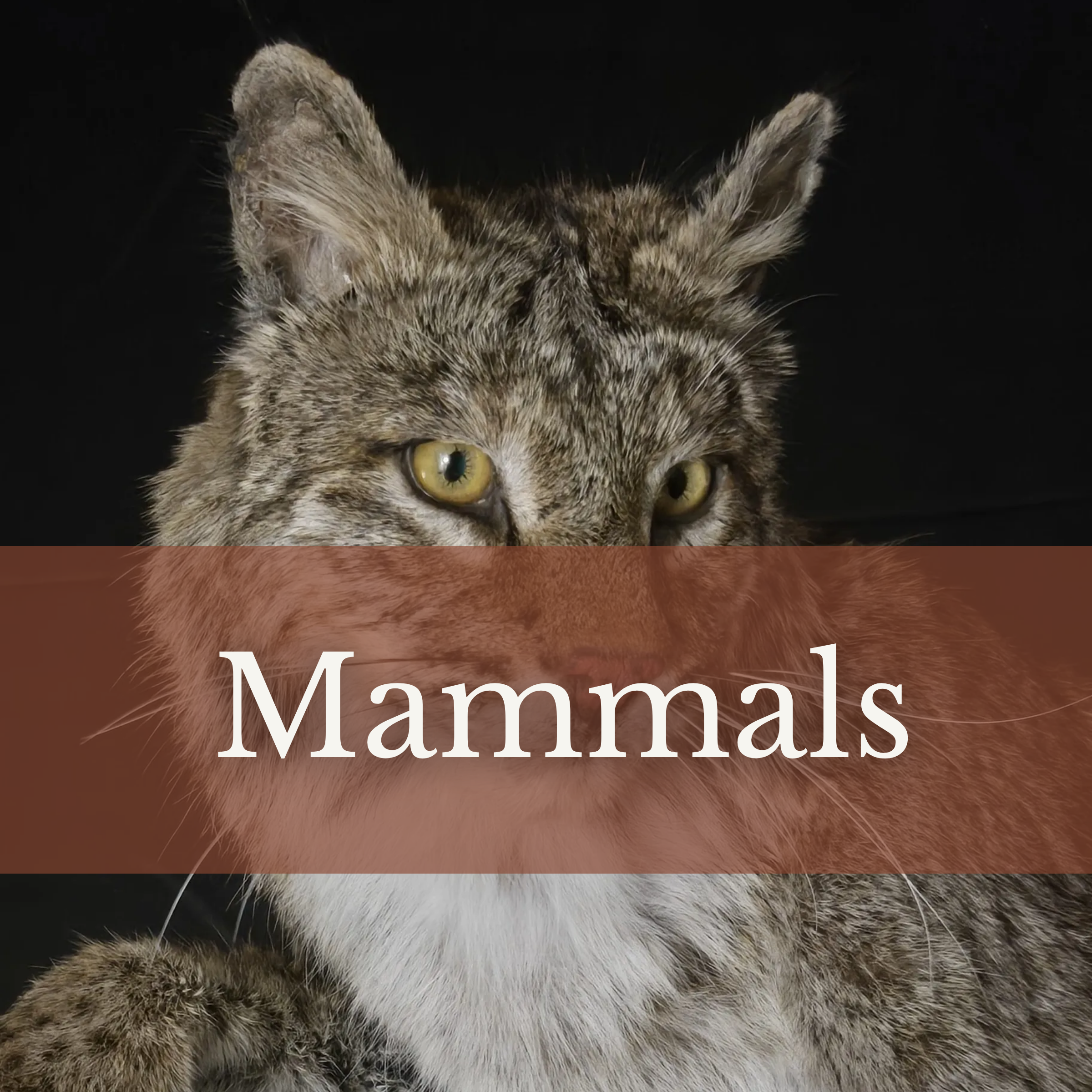 mammals for taxidermy. bobcats, racoons, squirrels, fox, coyote, and more.