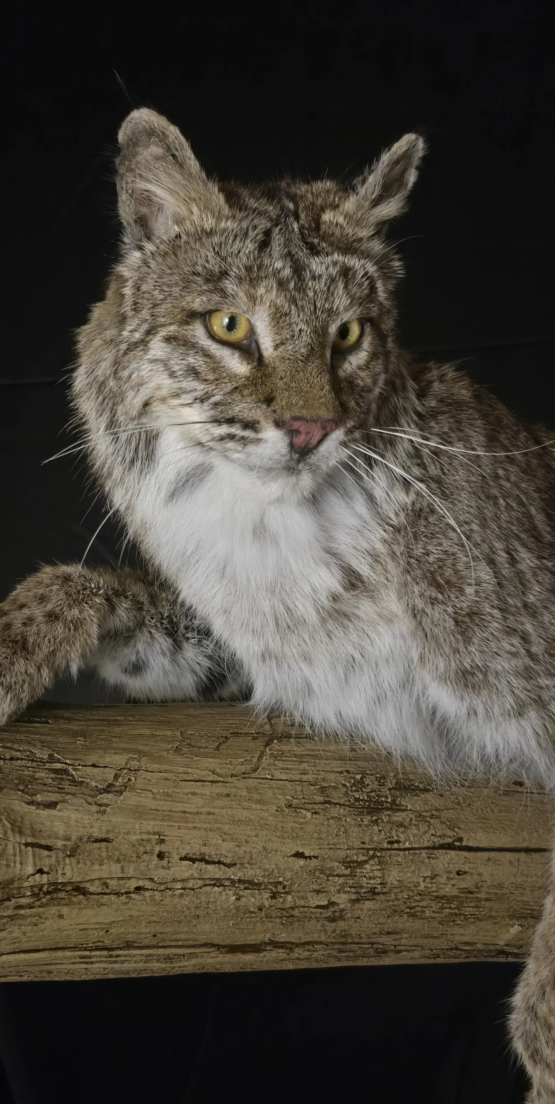 Bobcat Taxidermist near me Kansas City. Taxidermy- near Kansas City MO, Independence MO, Lees Summit MO, Liberty MO, Blue Springs MO, Odessa MO, Grain Valley MO, Jackson County MO.