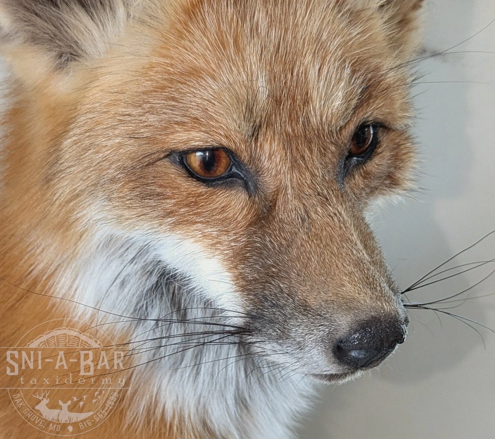 Mammal Fox Taxidermist near me Kansas City. Taxidermy- near Kansas City MO, Independence MO, Lees Summit MO, Liberty MO, Blue Springs MO, Odessa MO, Grain Valley MO, Jackson County MO.