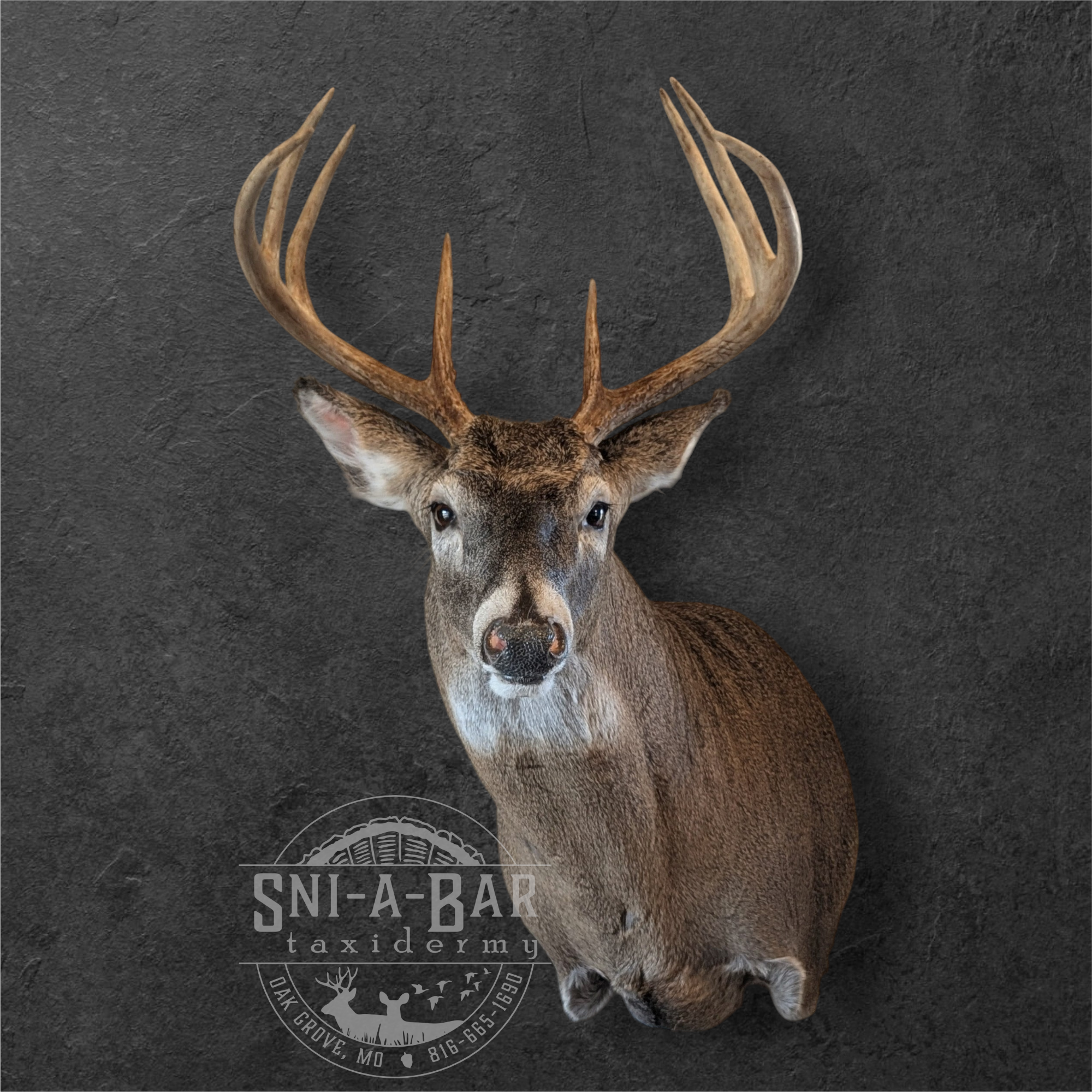 A mounted deer head with large antlers against a dark textured wall, with a logo and text for SNI-A-BAR Taxidermy on the bottom.
