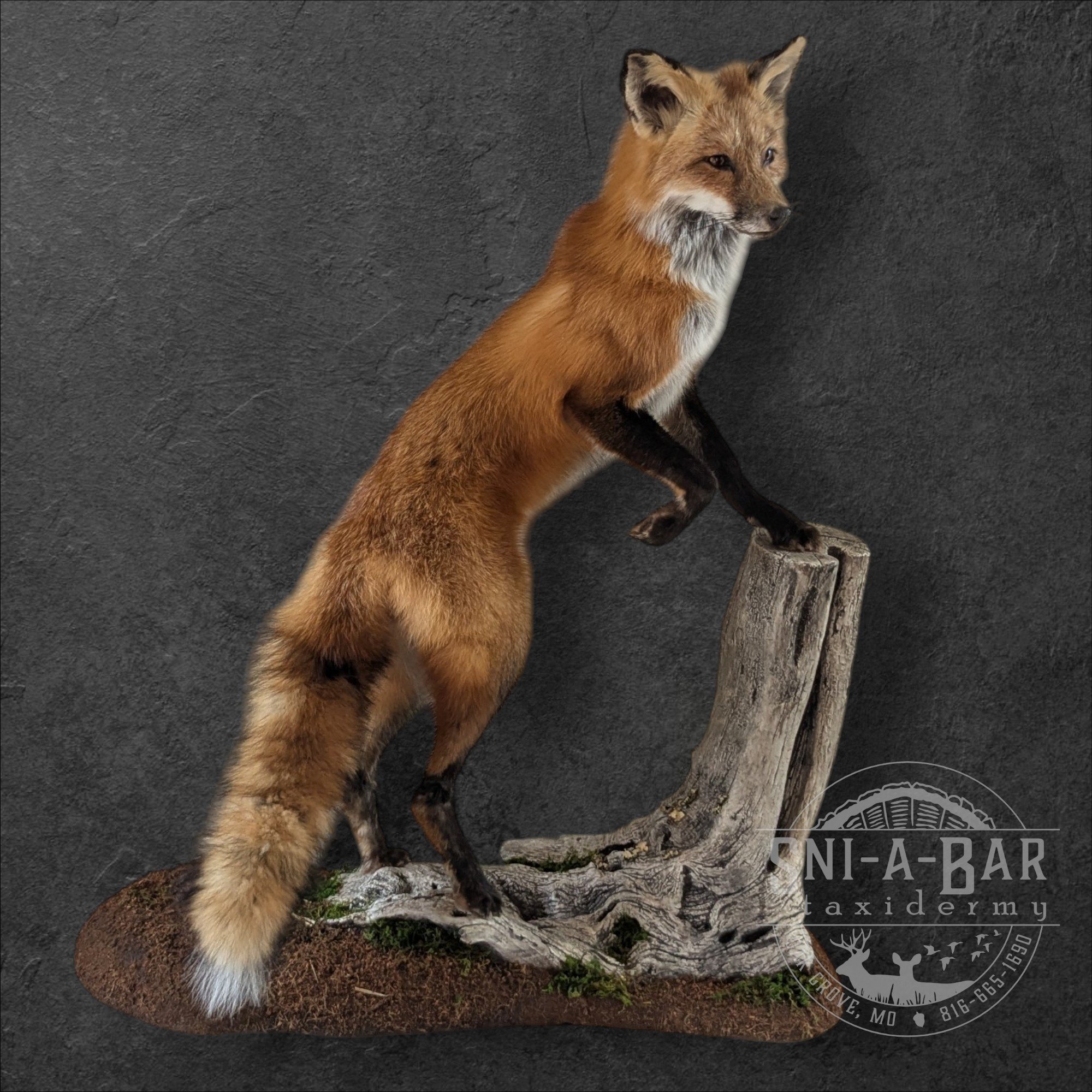 Mammal Fox Taxidermist near me Kansas City. Taxidermy- near Kansas City MO, Independence MO, Lees Summit MO, Liberty MO, Blue Springs MO, Odessa MO, Grain Valley MO, Jackson County MO.