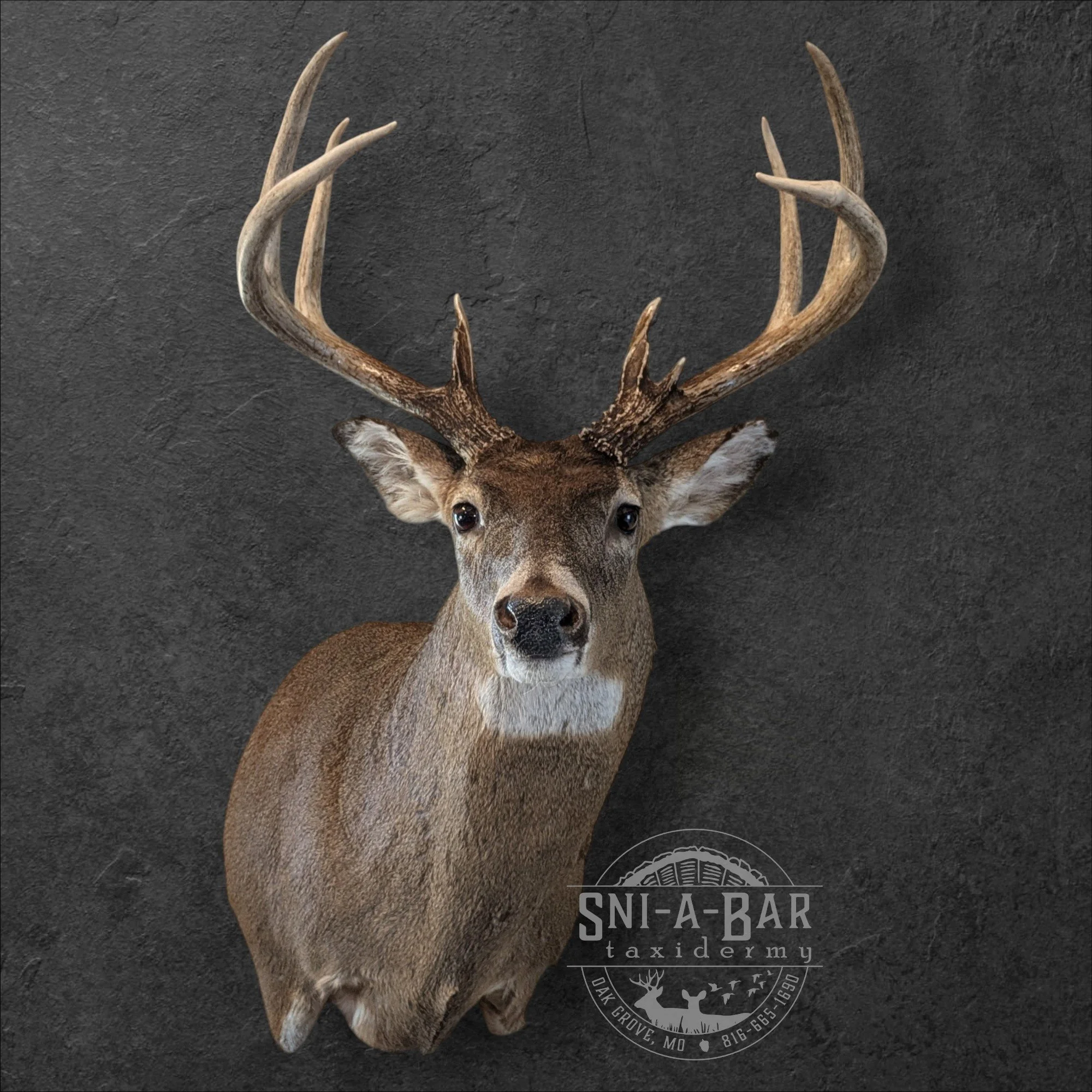 Deer Taxidermist nearby. Whitetail Deer shoulder mount Taxidermy- near Kansas MO, Independence MO, Lees Summit MO, Liberty MO, Blue Springs MO, Odessa MO, Grain Valley MO, Jackson County MO.