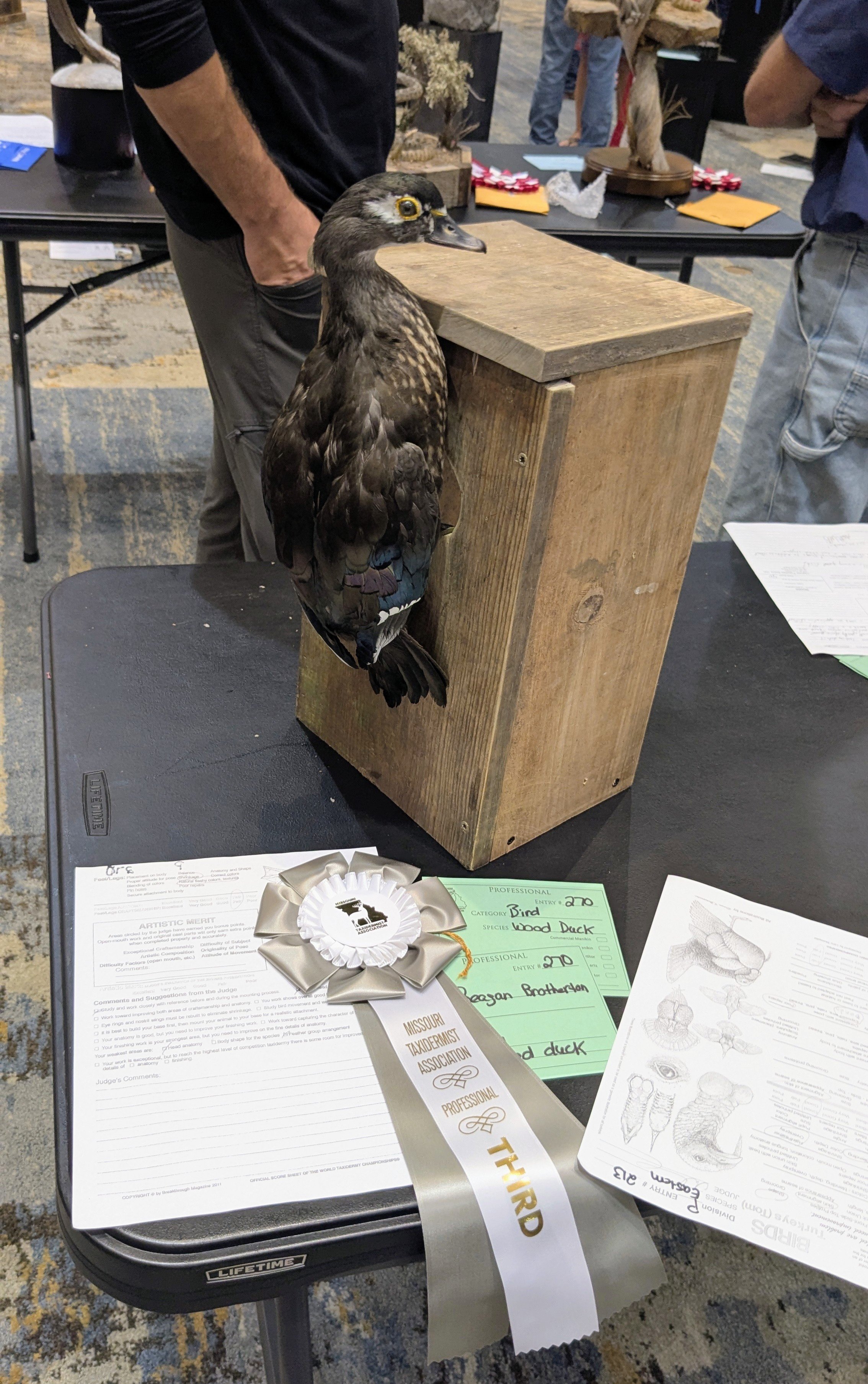 Wood-Duck Taxidermist near me.