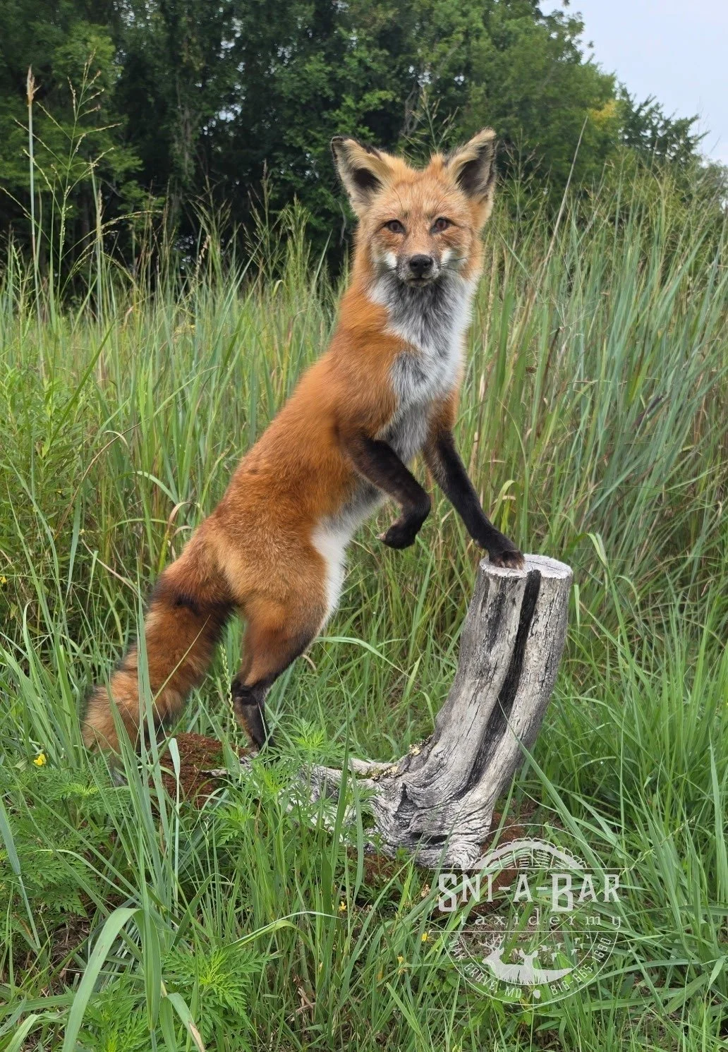 Mammal Fox Taxidermist near me Kansas City. Taxidermy- near Kansas City MO, Independence MO, Lees Summit MO, Liberty MO, Blue Springs MO, Odessa MO, Grain Valley MO, Jackson County MO.