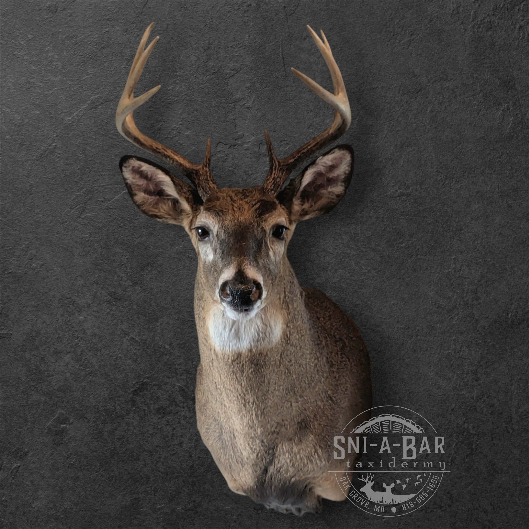 Deer skull with antlers mounted on a dark textured wall.