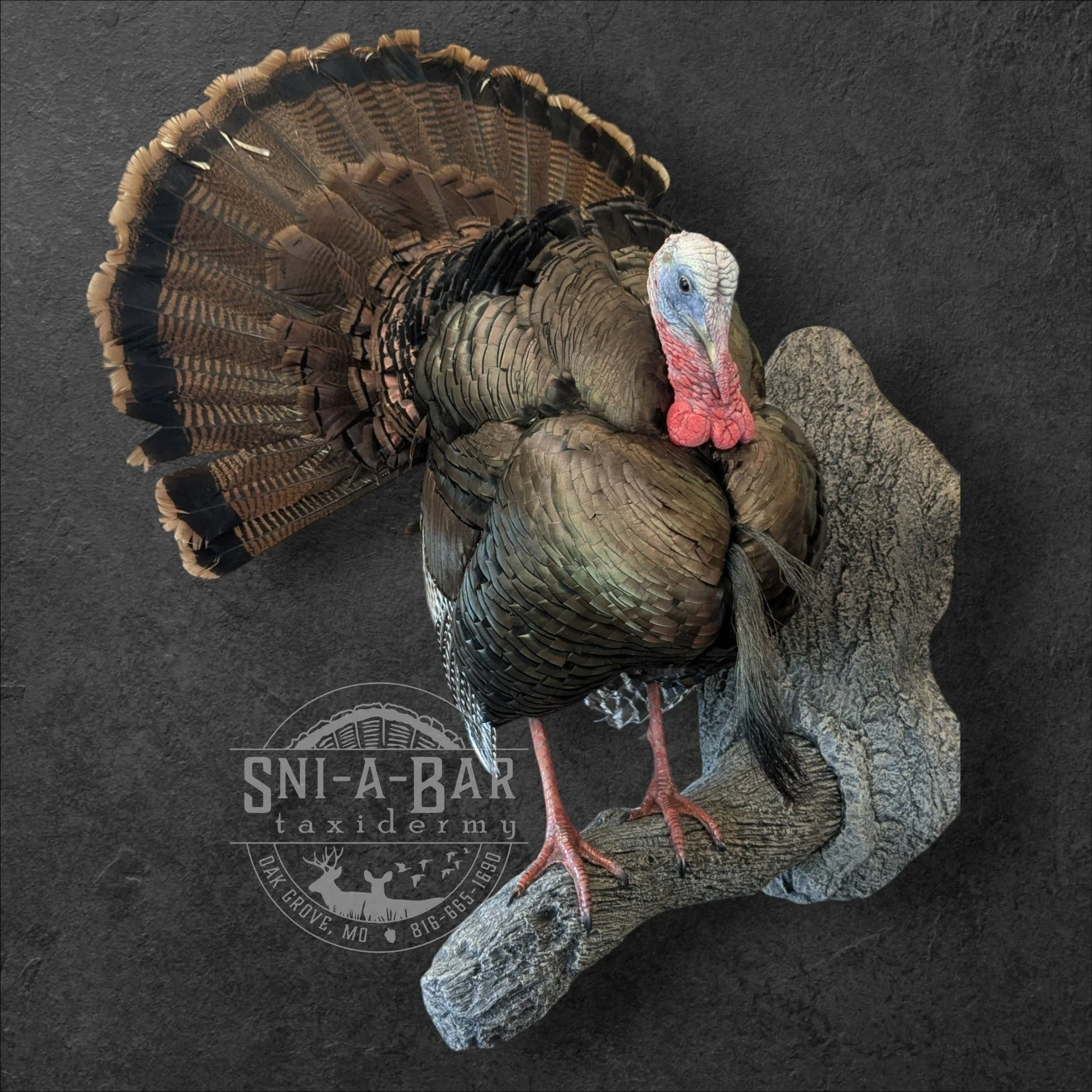 Full Strut Turkey Taxidermy. Taxidermist in Oak Grove serving the Kansas City MO area. Blue Springs, Independence Lees Summit.
