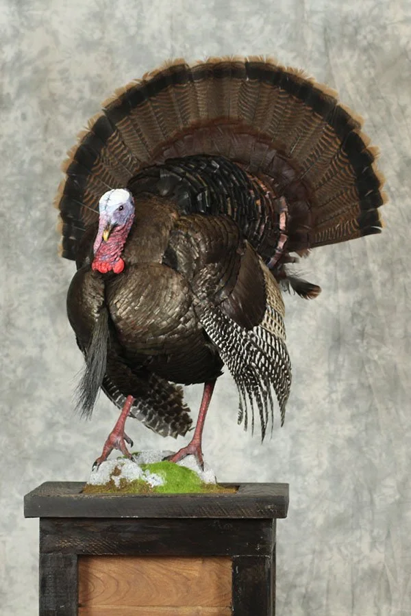 Full Strut Turkey Taxidermy. Taxidermist in Oak Grove serving the Kansas City MO area. Blue Springs, Independence Lees Summit.