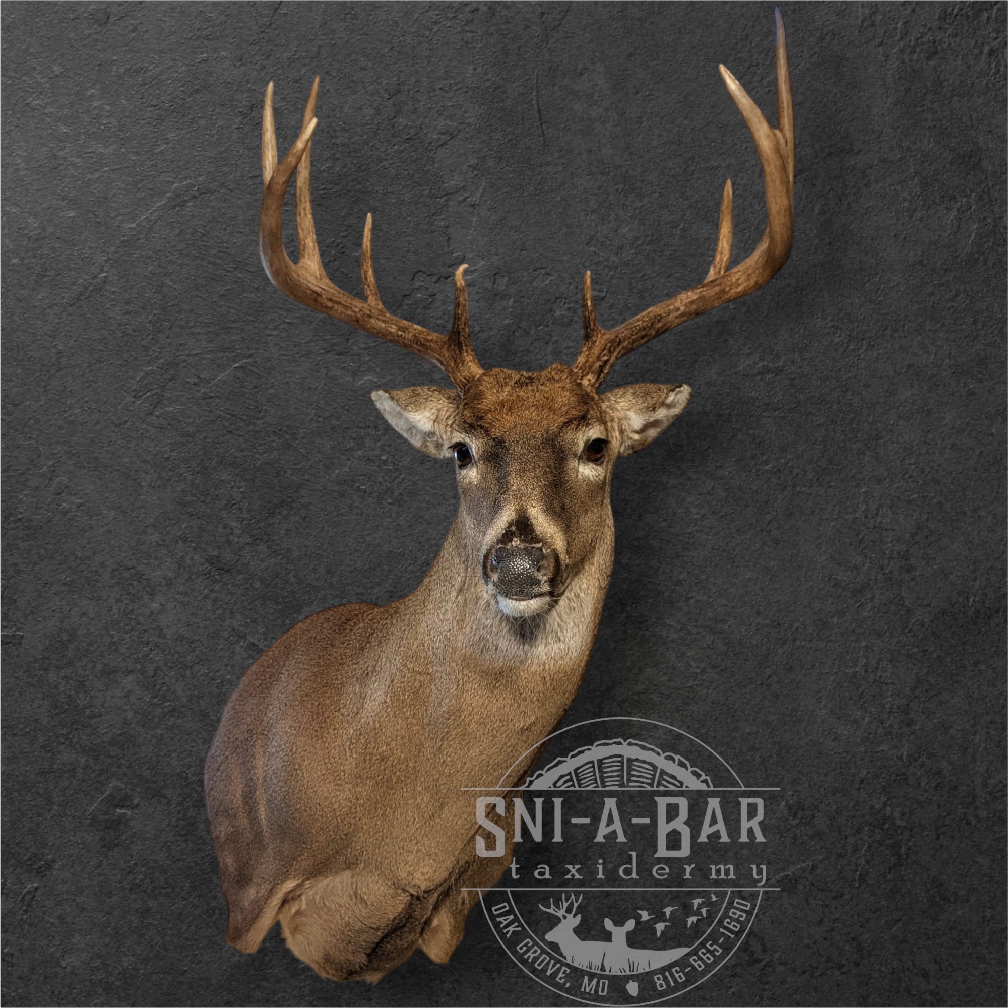 Deer Taxidermist nearby. Whitetail Deer shoulder mount Taxidermy- near Kansas MO, Independence MO, Lees Summit MO, Liberty MO, Blue Springs MO, Odessa MO, Grain Valley MO, Jackson County MO.