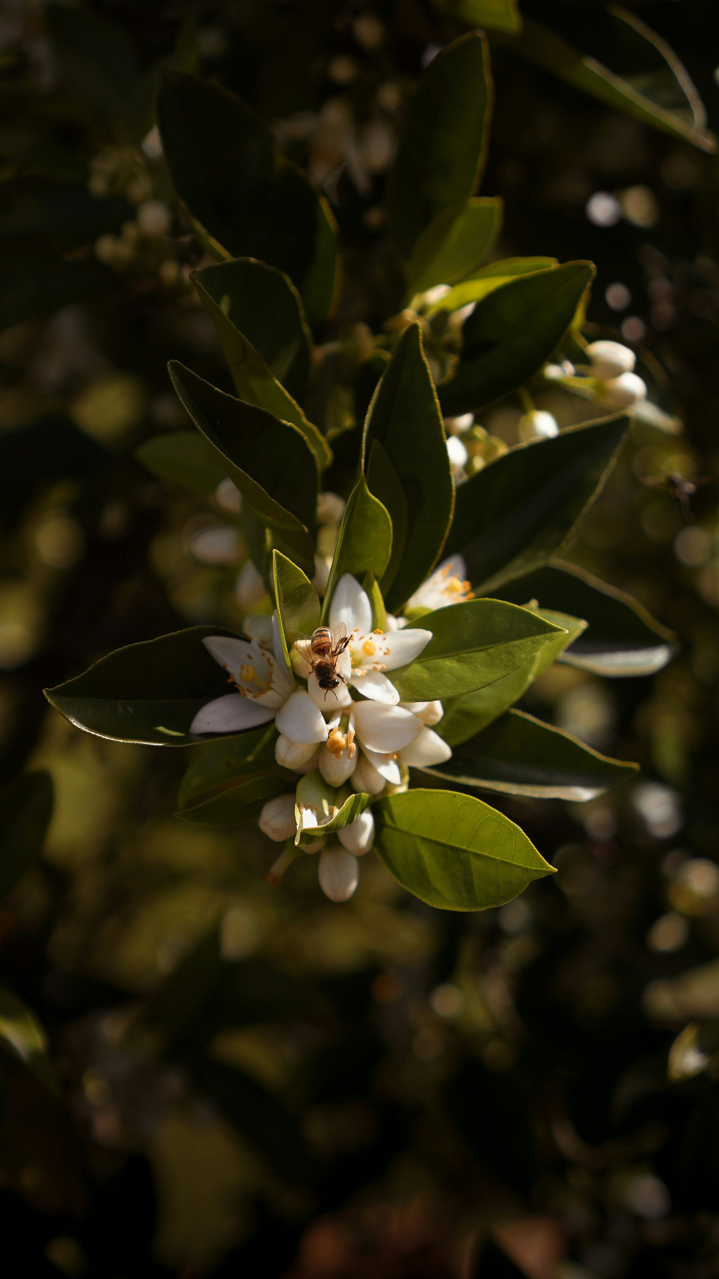 Honeybee collecting nectar from an orange blossom, highlighting citrus tree pollination in bloom.