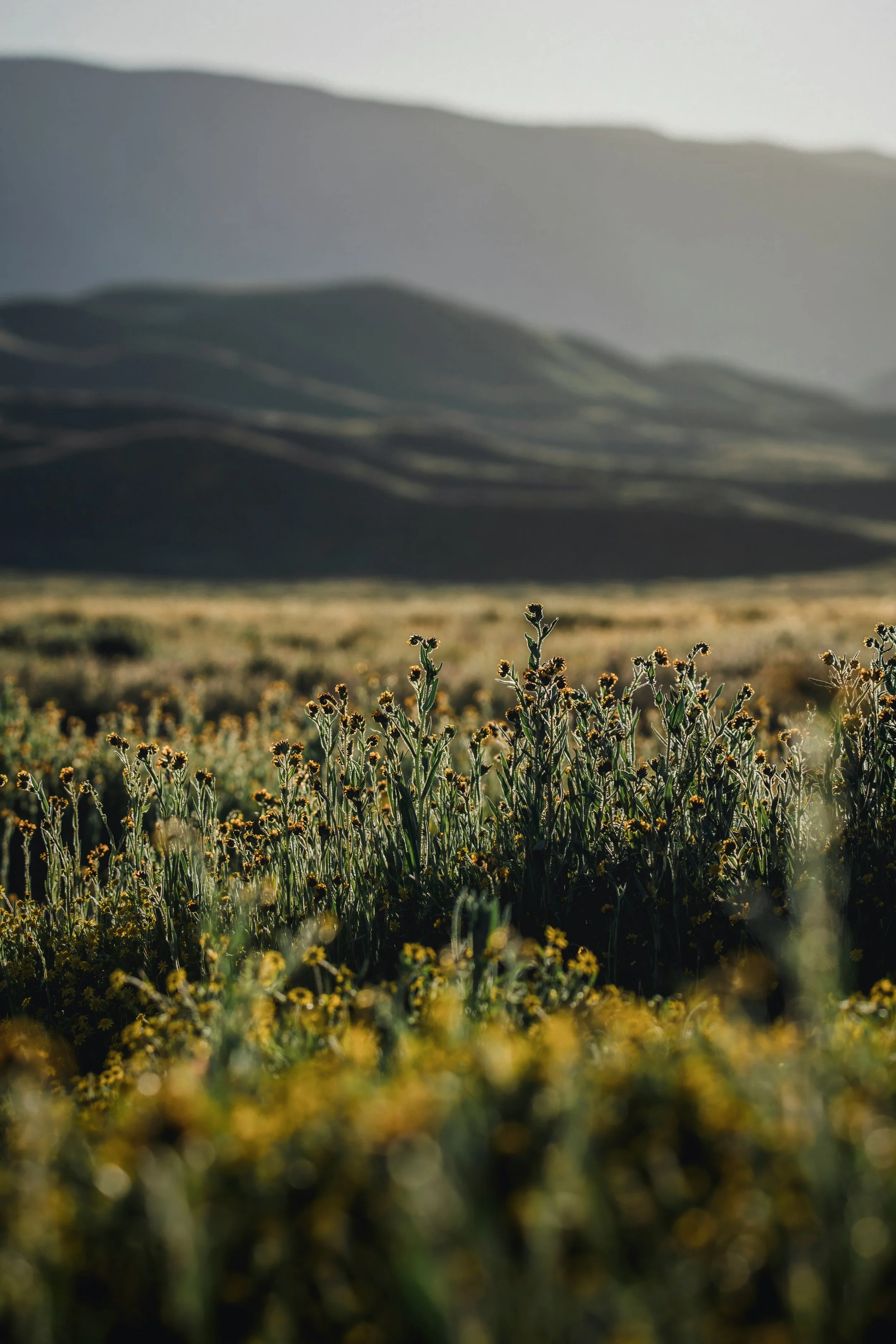 Meadow of native yellow wildflowers with hills and mountains softly blurred in the background.