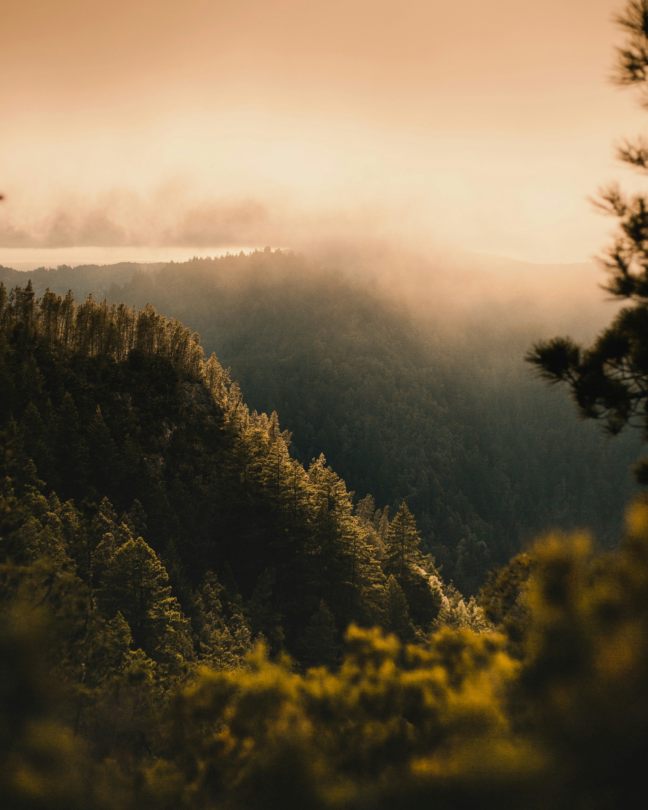 A mountain landscape at sunrise or sunset with dense forest covering the slopes and a layer of mist or fog in the distance. The sky has a warm, golden hue.