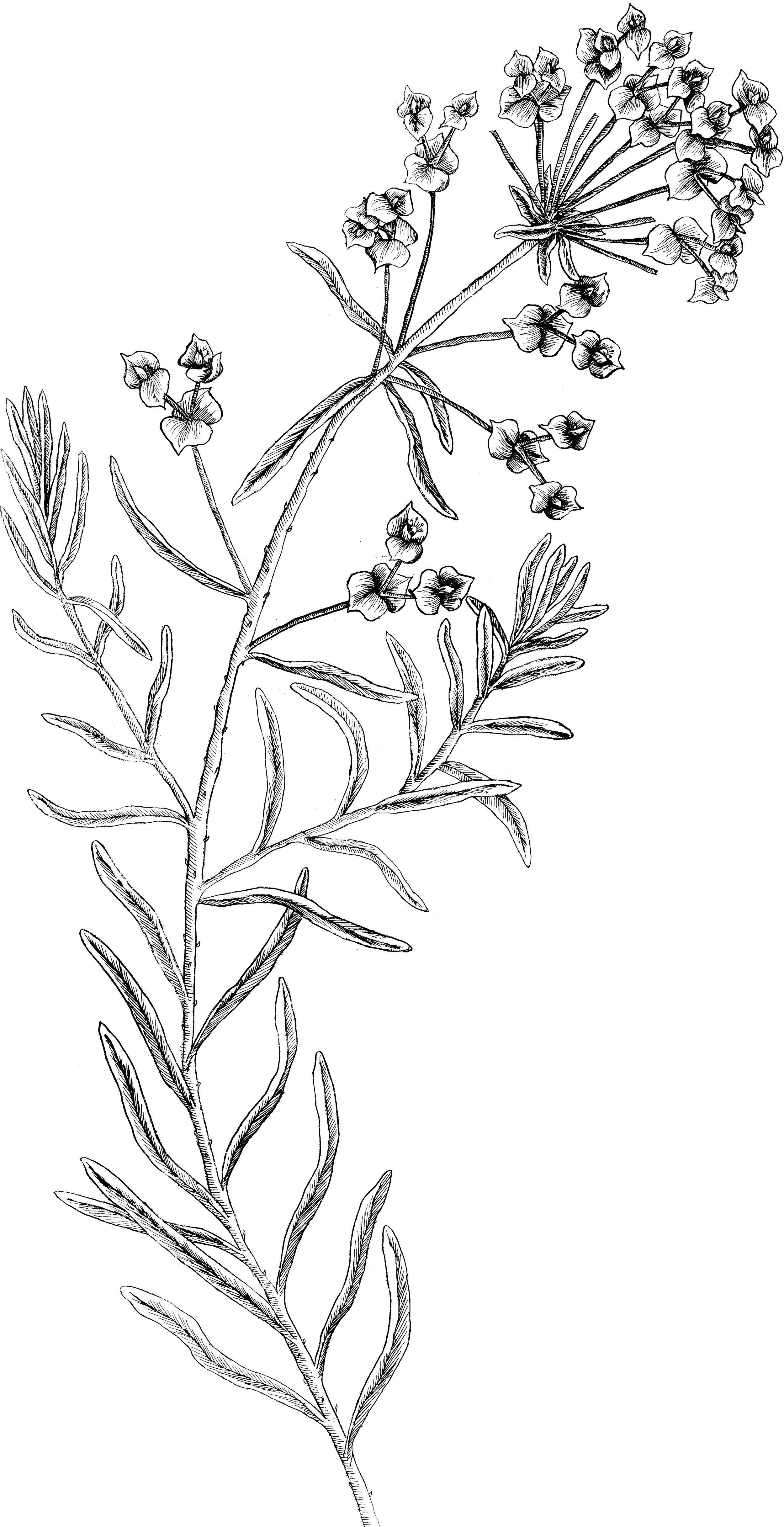 Botanical line drawing of a California native herb, shown in detailed black-and-white illustration with finely rendered leaves, stems, and natural growth structure.