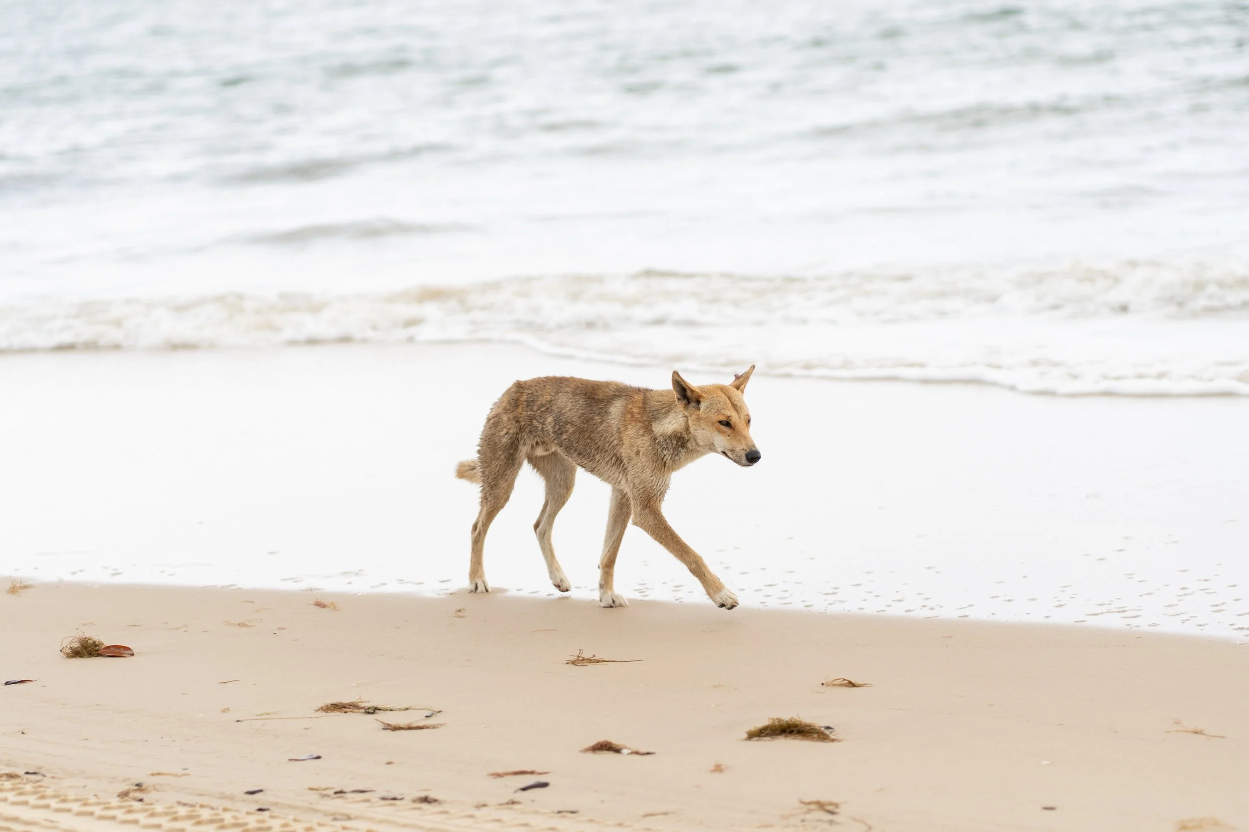 A dog walking on a sandy beach near the water's edge.