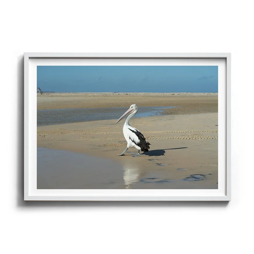 Pelican on the Shore | Inskip