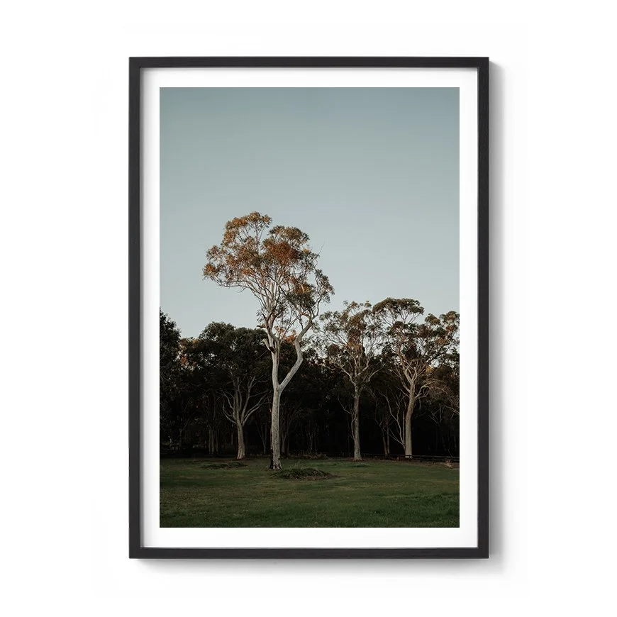 Afternoon Gum Trees Australian bushland print framed in black timber with white mat board