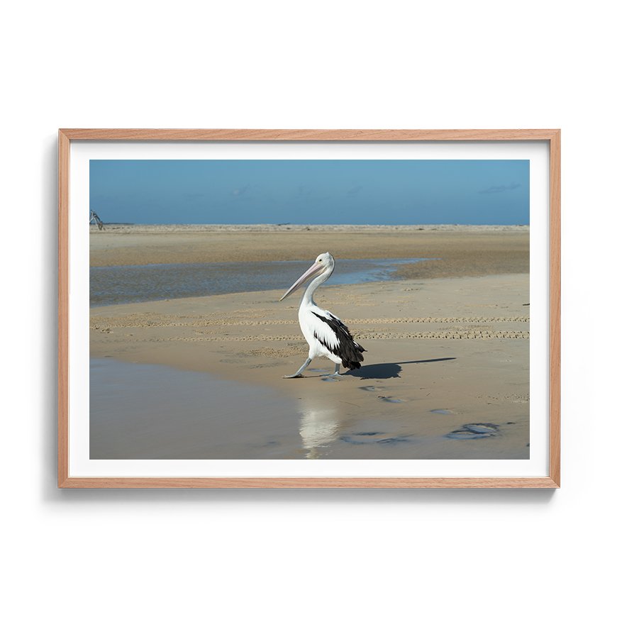 Pelican on the Shore | Inskip