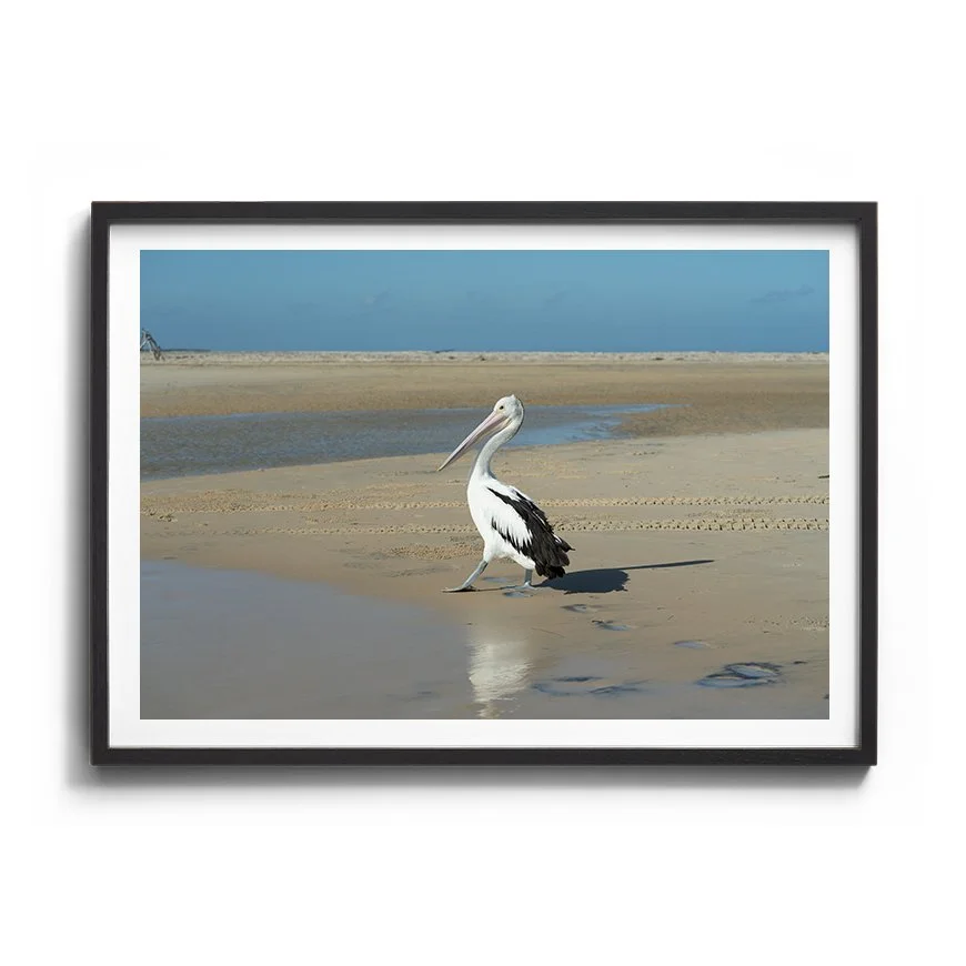 Pelican on the Shore | Inskip
