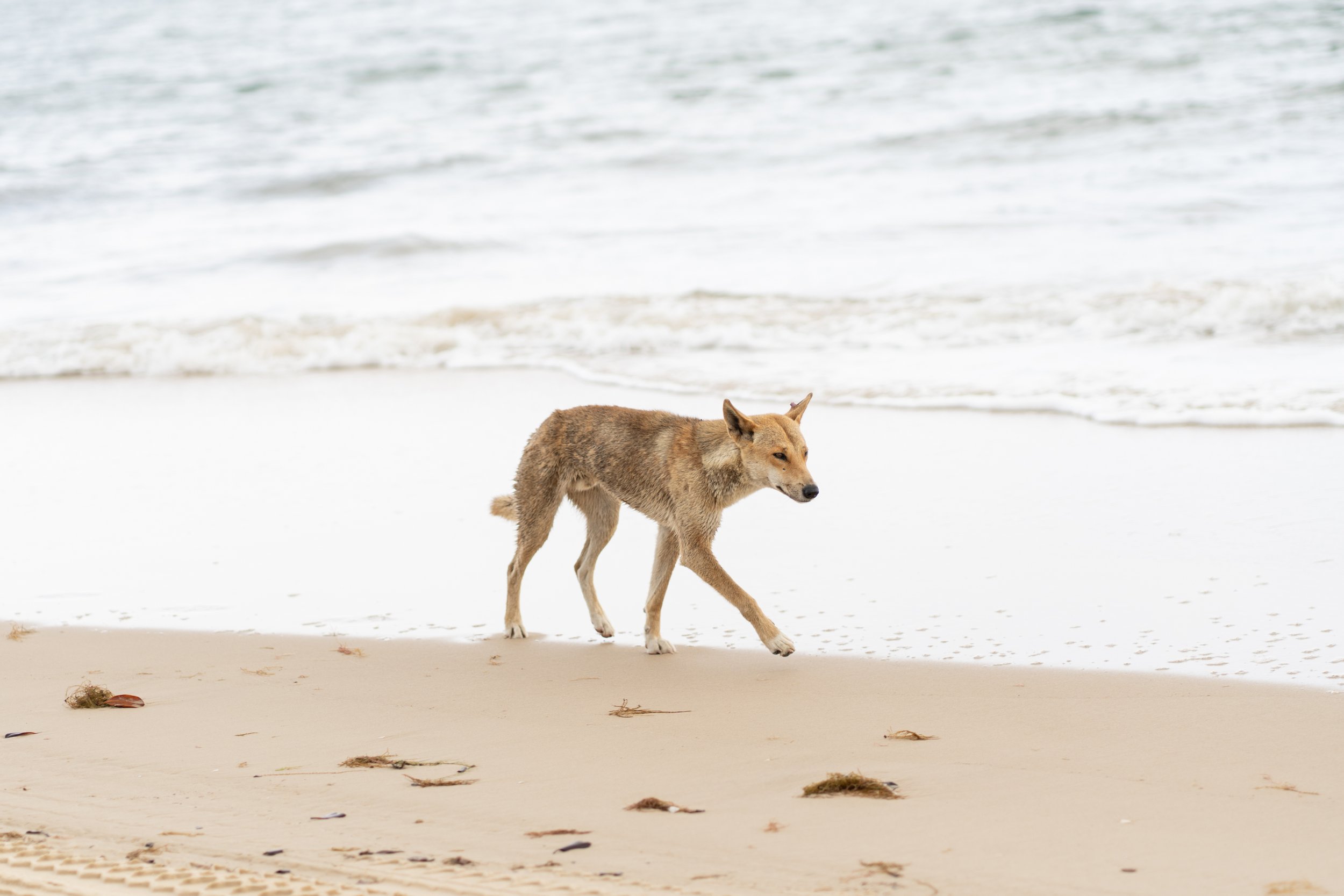 Beach Wanderer | K’gari (Fraser Island)