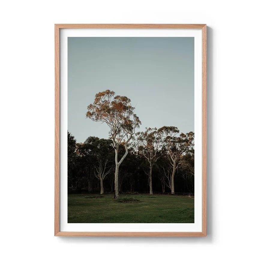 Afternoon Gum Trees Australian bushland print framed in natural oak with white mat board