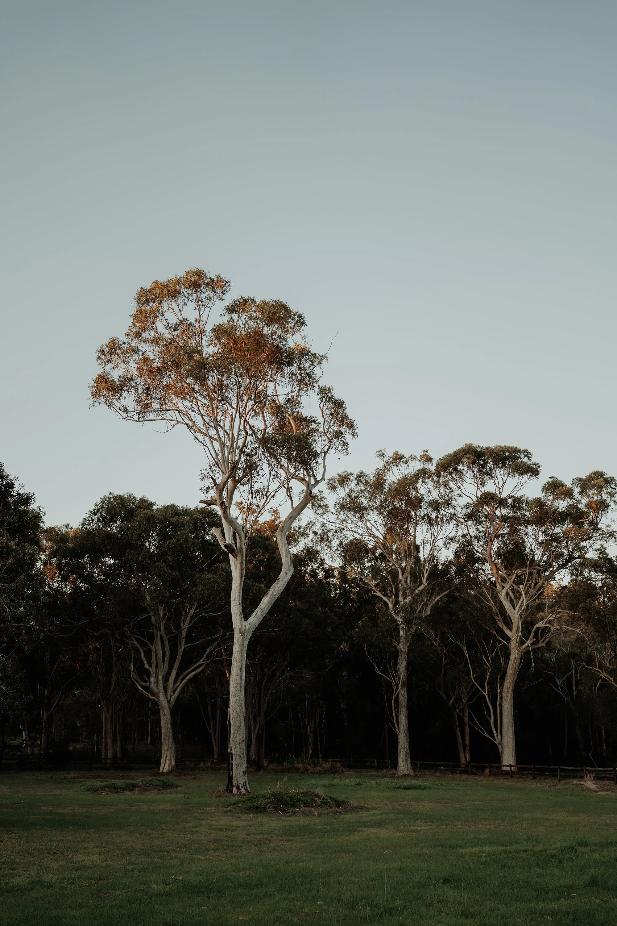 Photograph of Australian gum trees in warm afternoon light with soft golden tones and a darker bushland backdrop