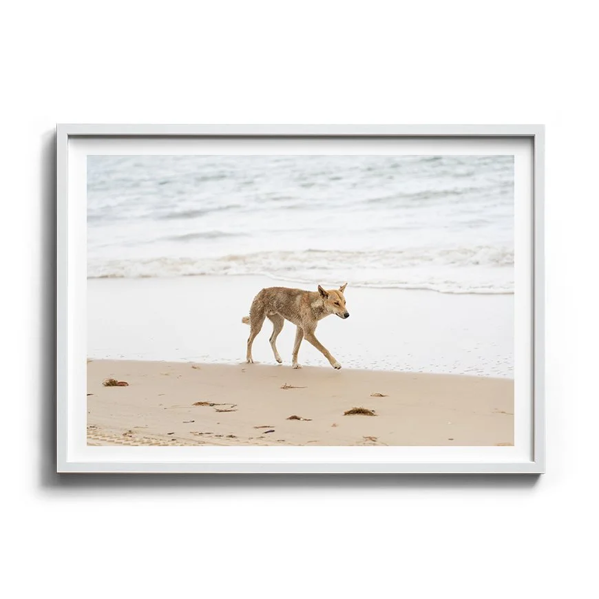 Beach Wanderer | K’gari (Fraser Island)