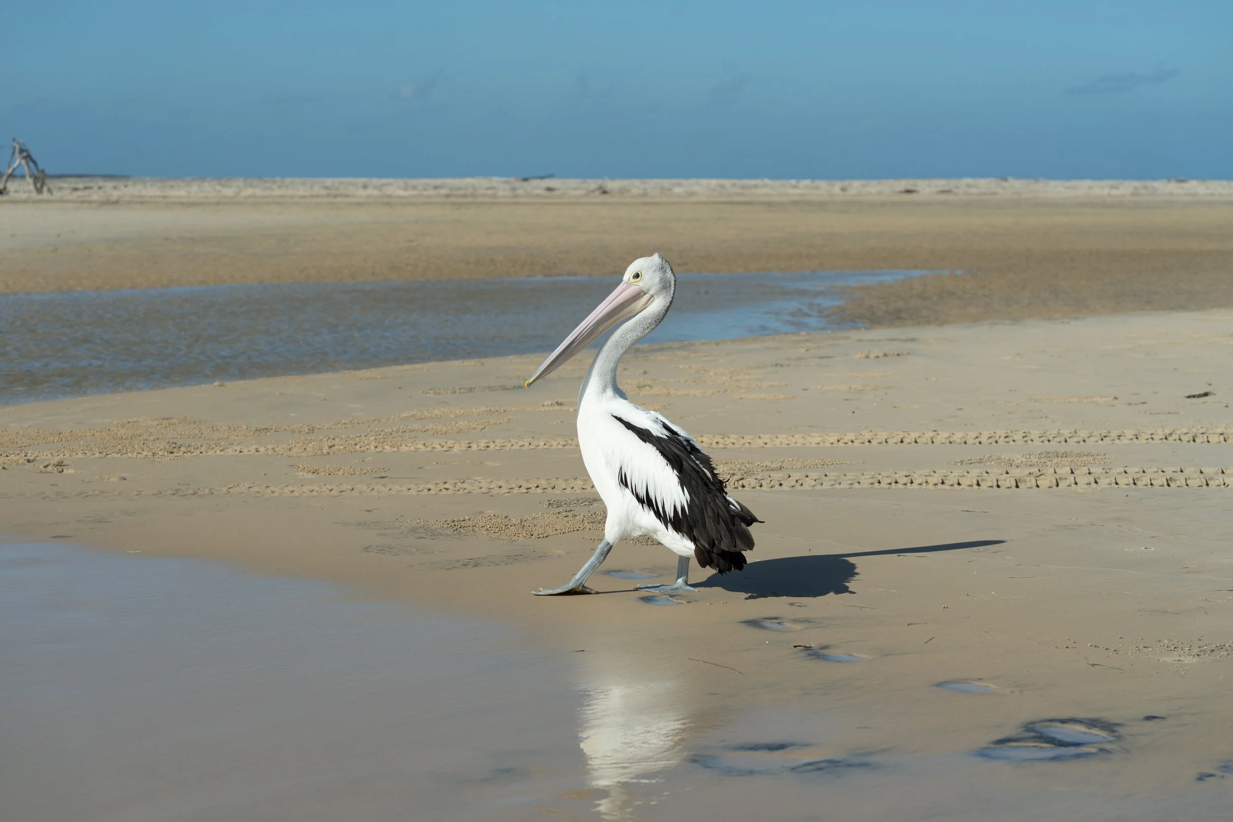 Pelican on the Shore | Inskip