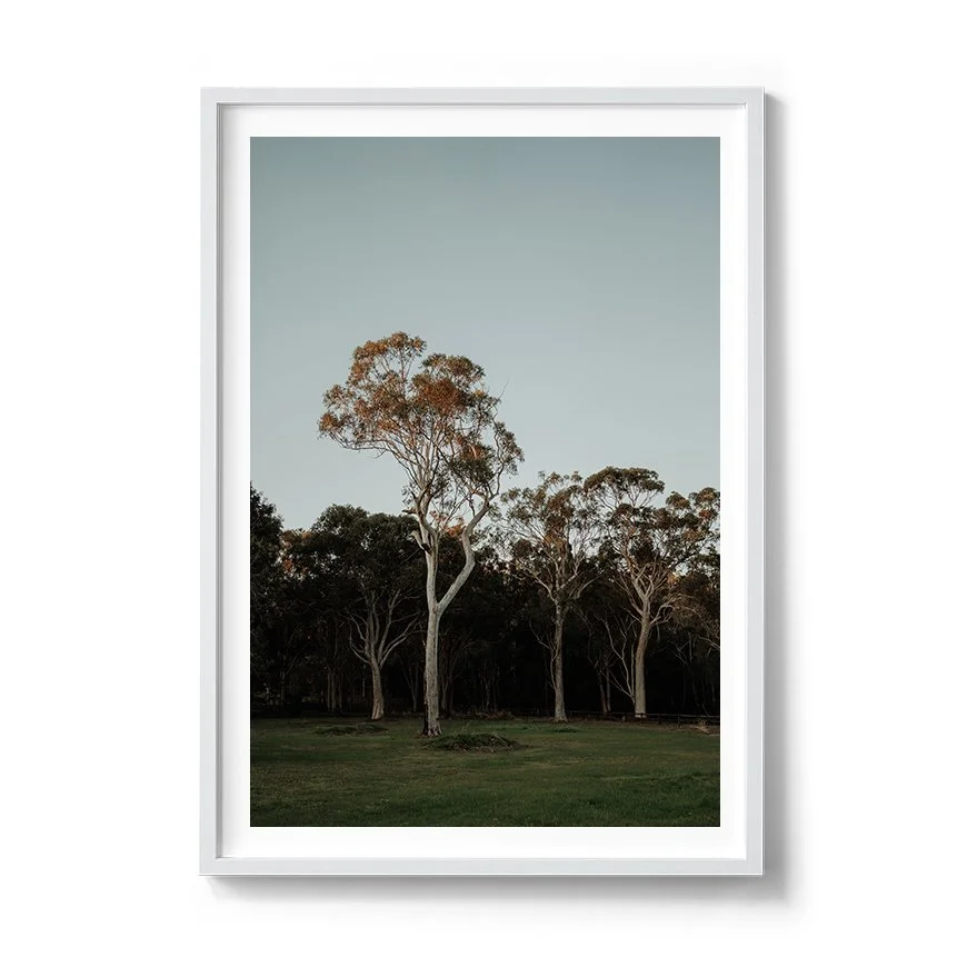 Afternoon Gum Trees Australian bushland print framed in white timber with white mat board.