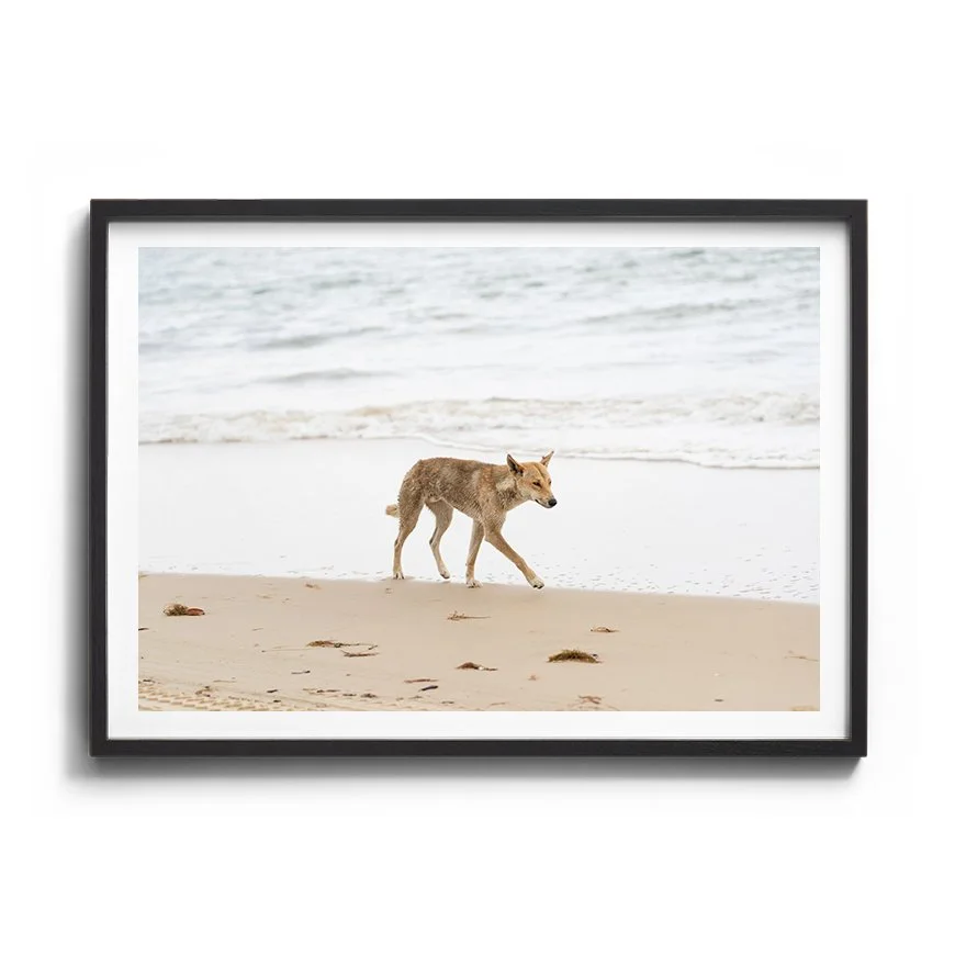 Beach Wanderer | K’gari (Fraser Island)