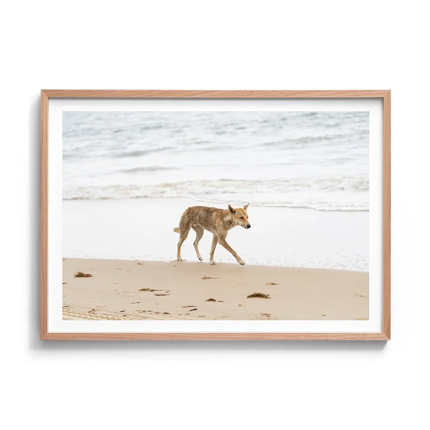 Beach Wanderer | K’gari (Fraser Island)