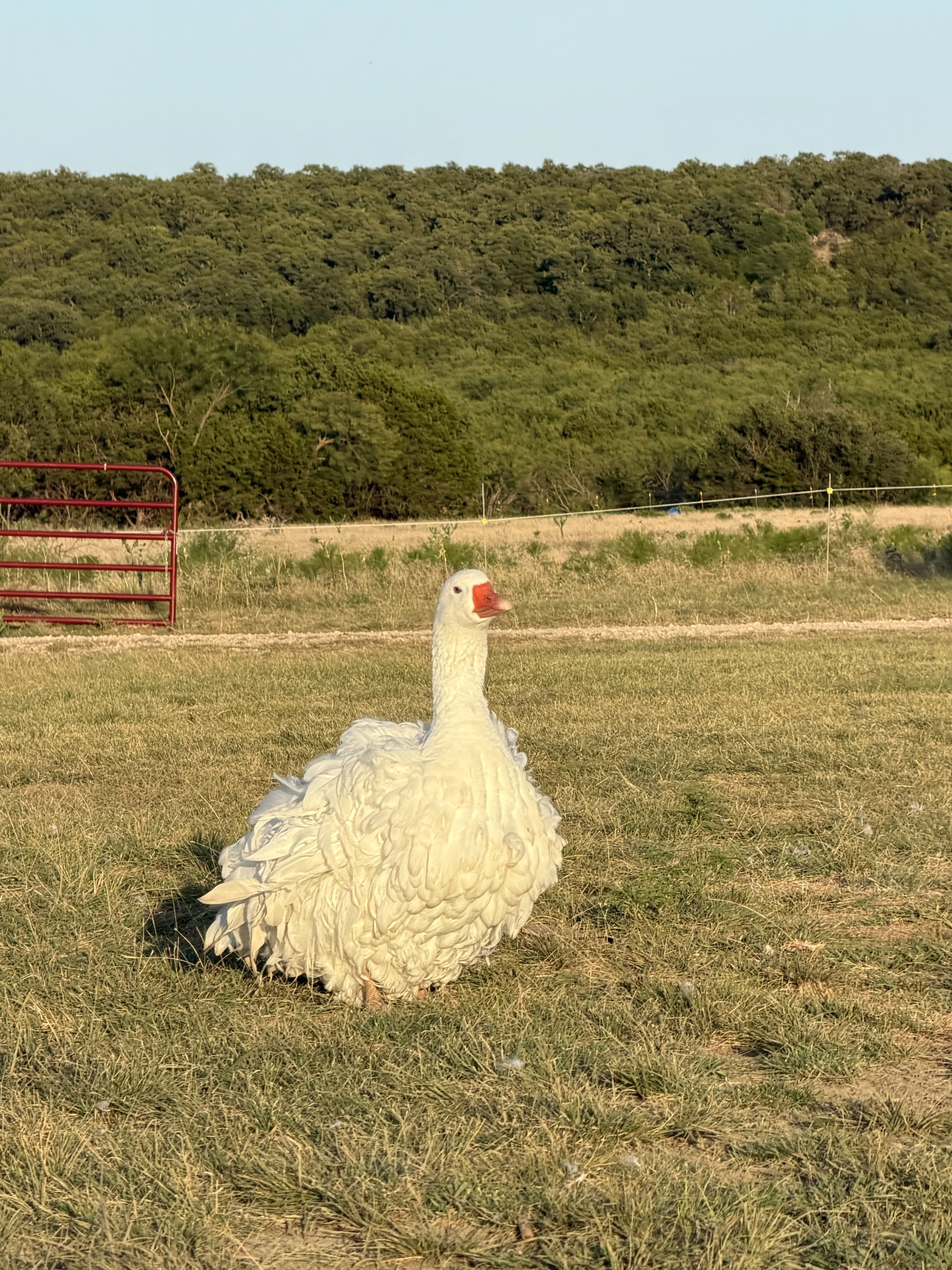Goose Hatching Tips: what’s worked for me