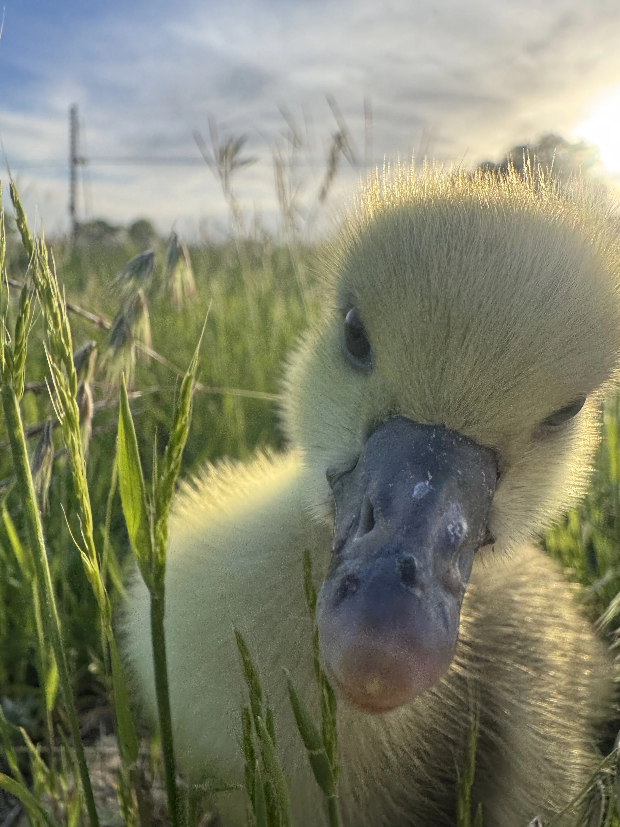 IMG_5034.jpeg