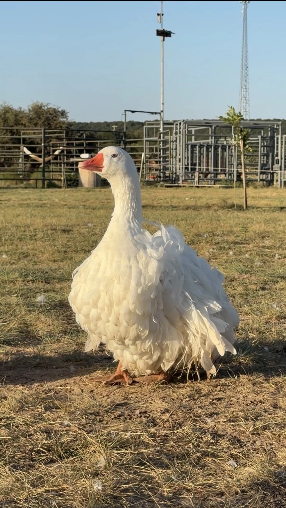 Sebastopol Geese