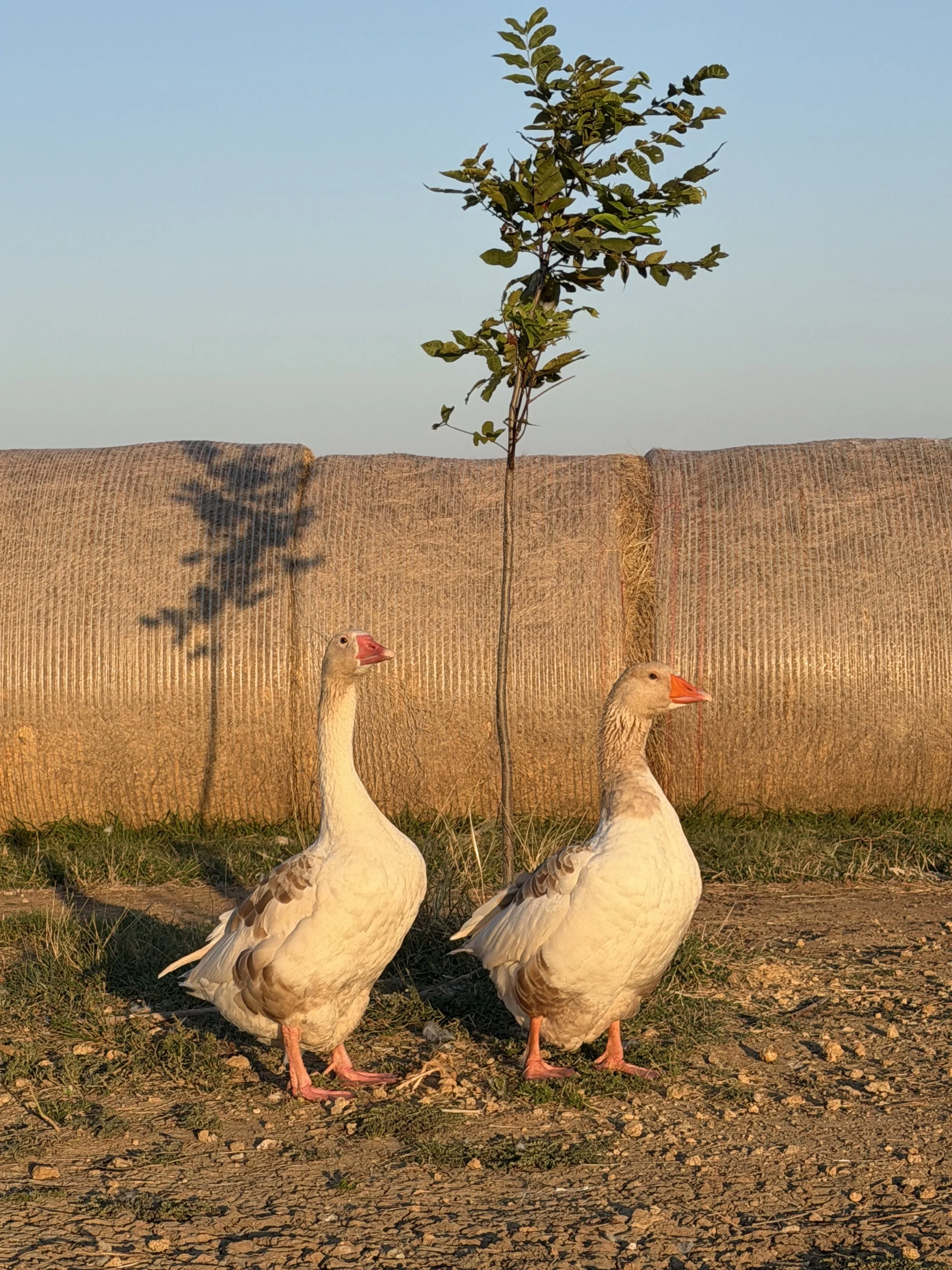 Buff Pomeranian Geese