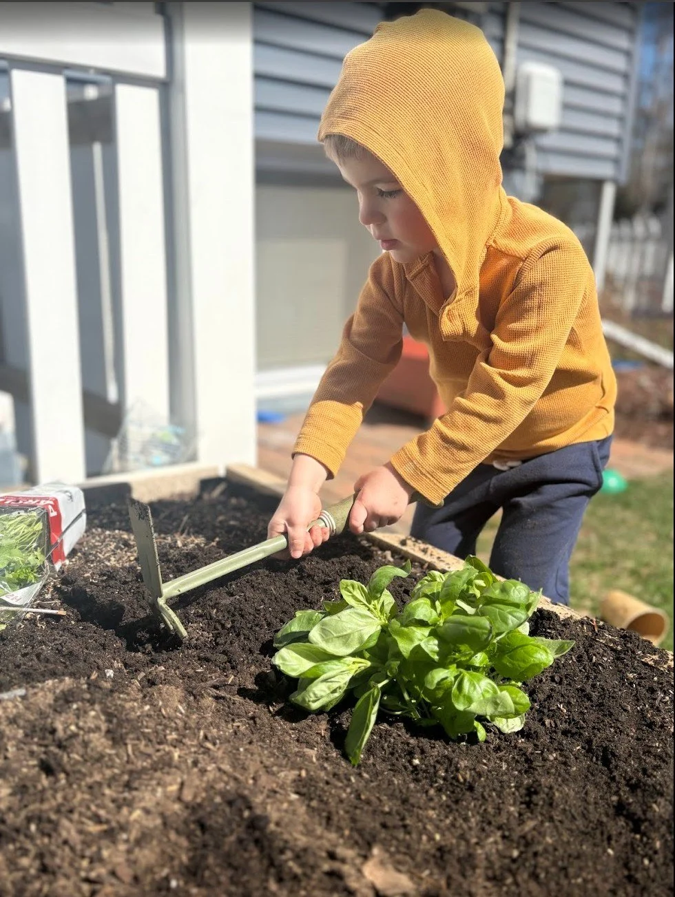 A young boy wearing a yellow hoodie and dark pants is using a small gardening shovel to dig in a vegetable garden bed, with a sprout of green leafy basil in the soil.