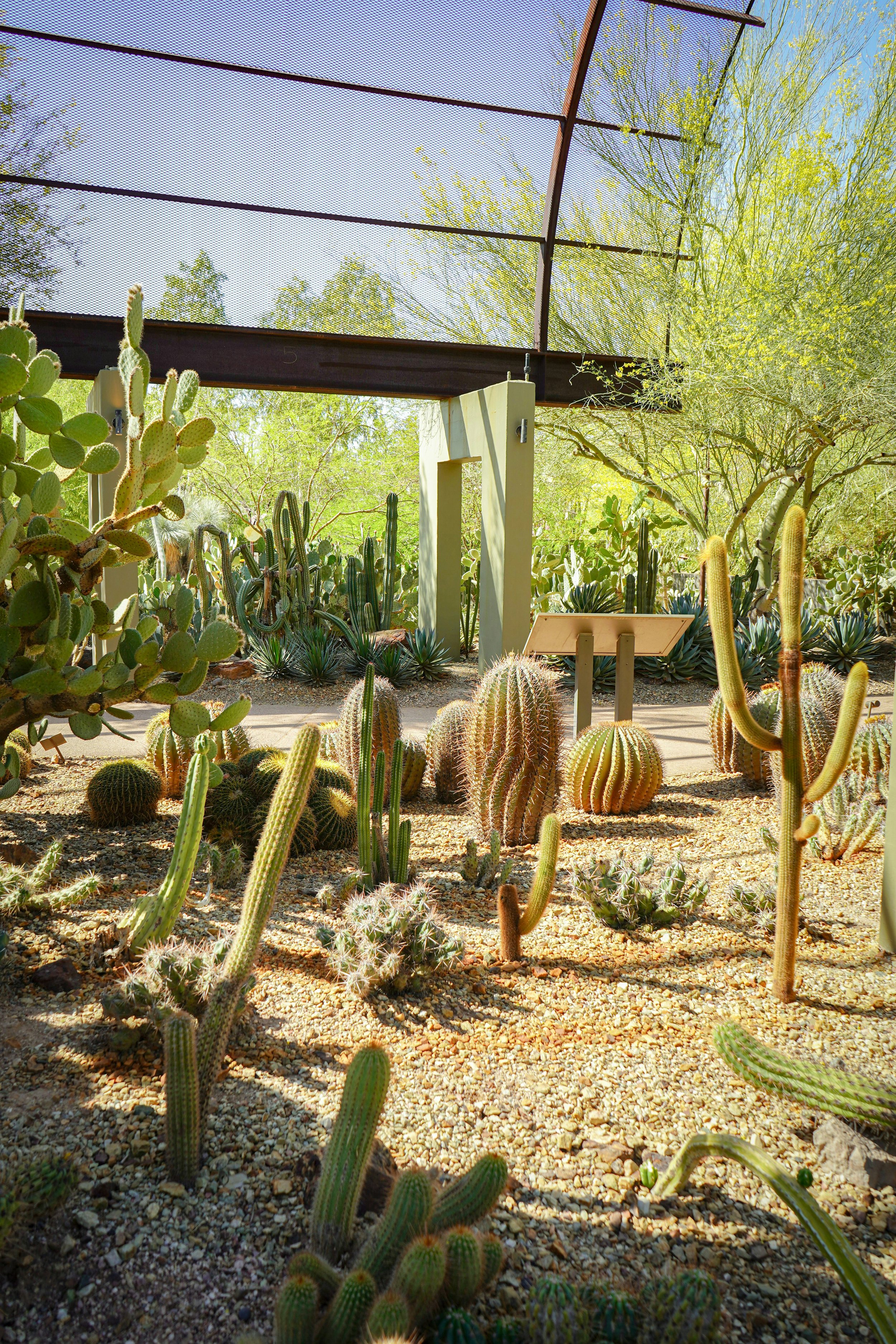 Cacti in a greenhouse