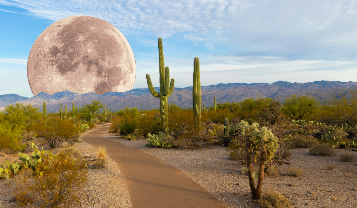 Desert landscape with cacti and a trail, large full moon in the sky, and mountain range in the background.