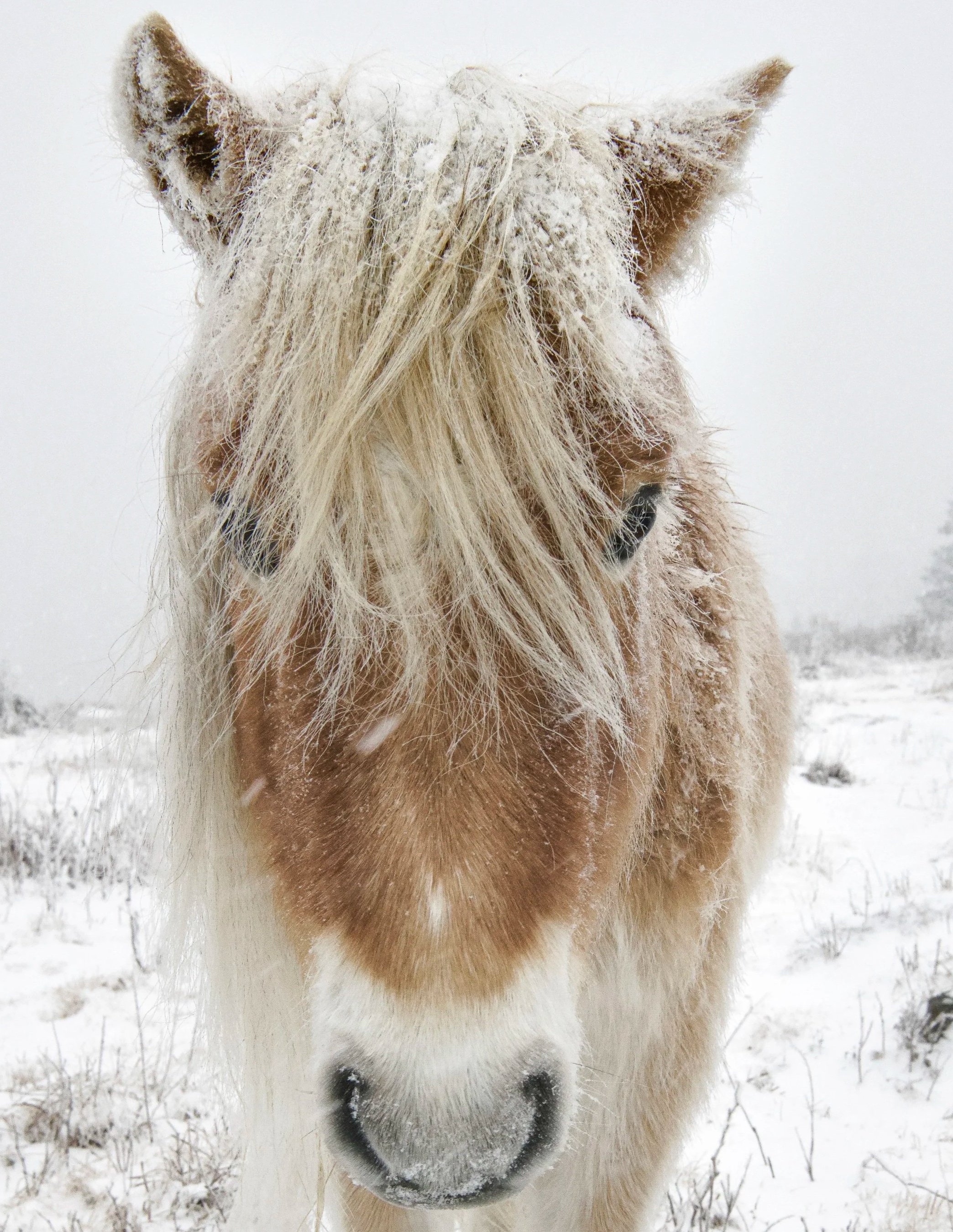 Winter Wild Pony Collection