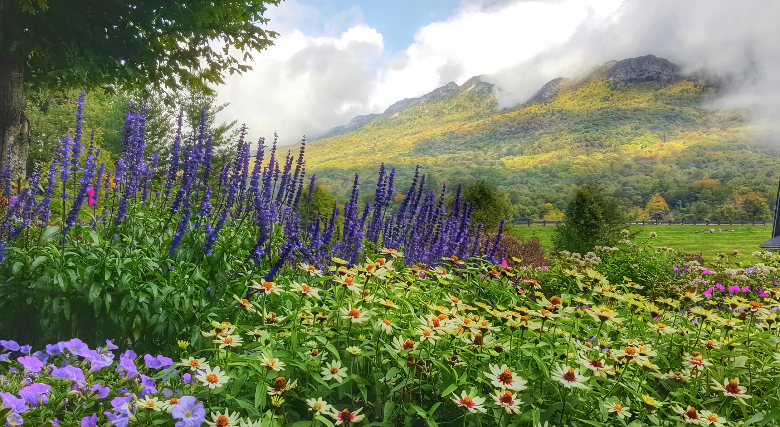 Springtime at Grandfather Mountain