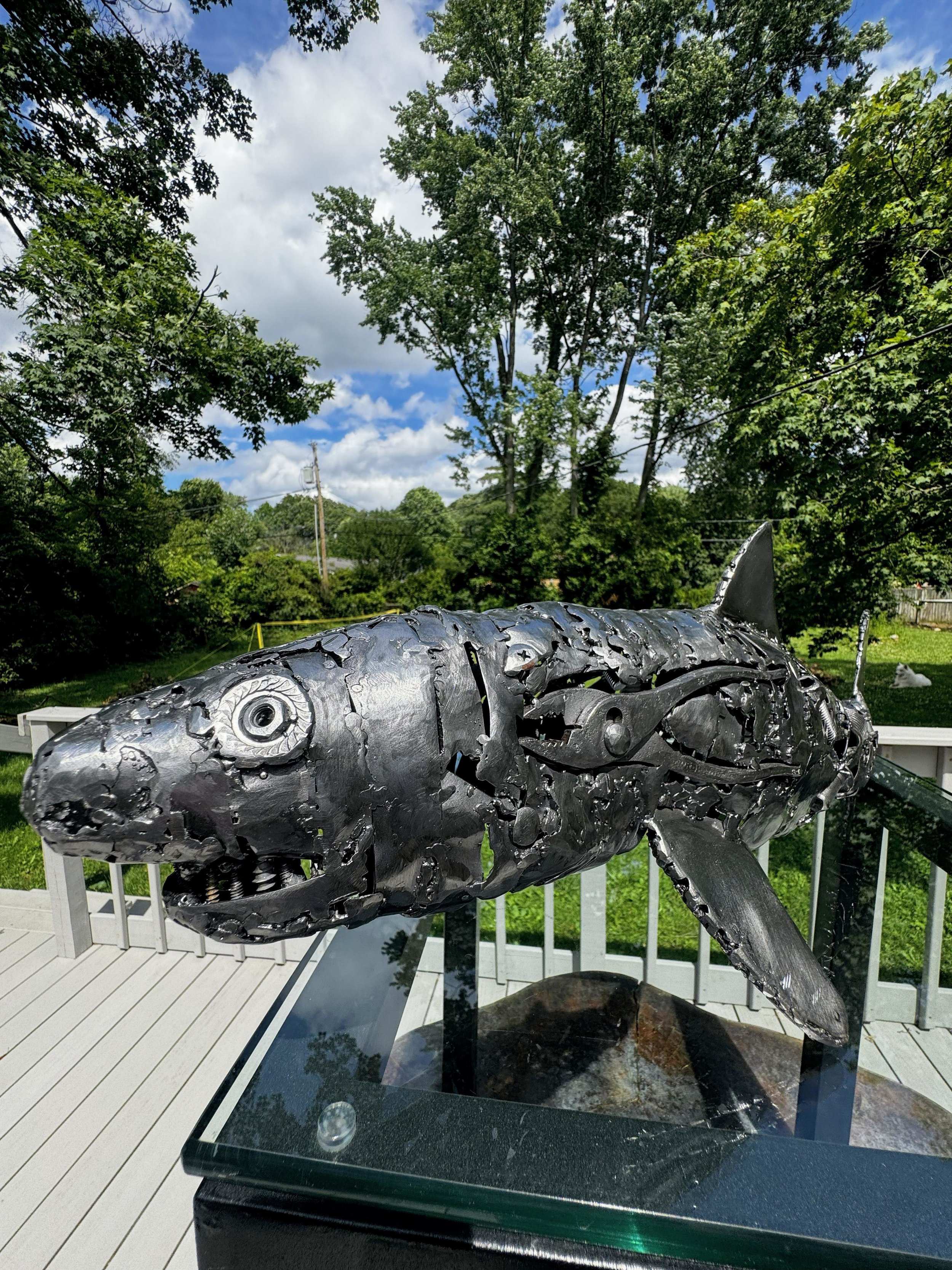 Shark
