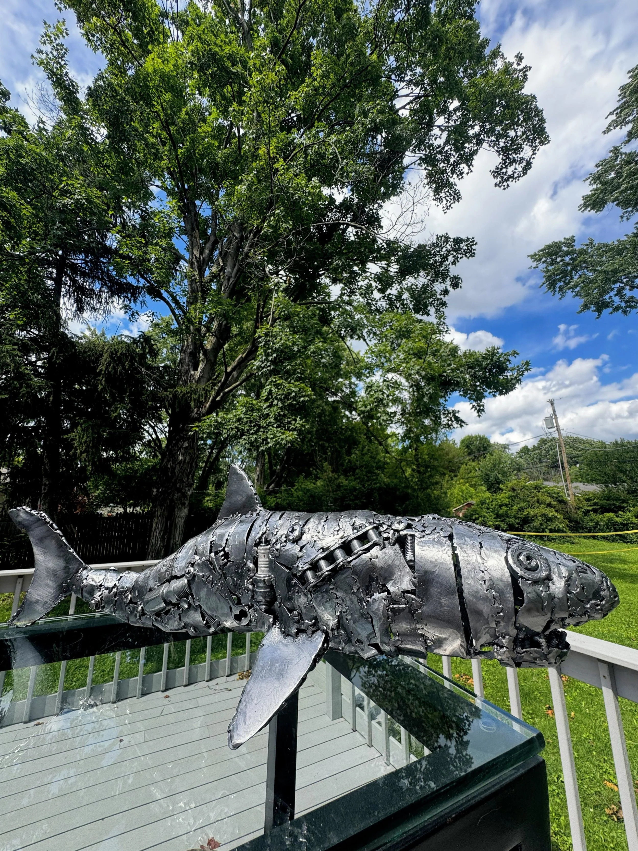Shark 11.JPG