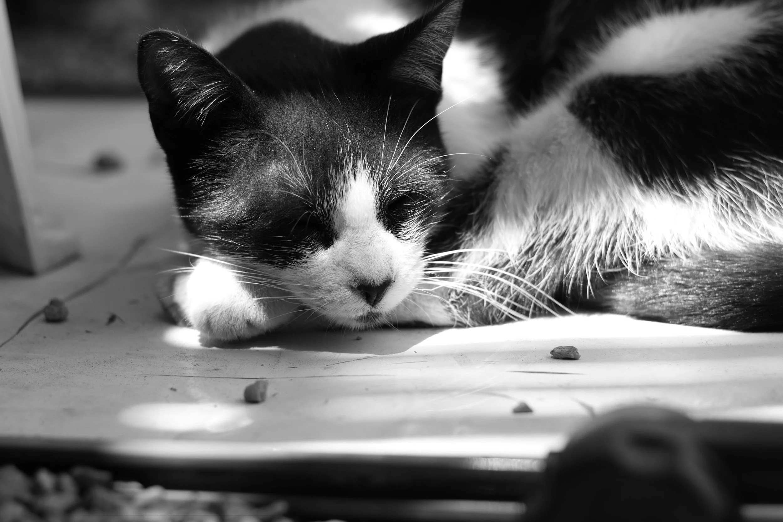 adopt - don't shop!