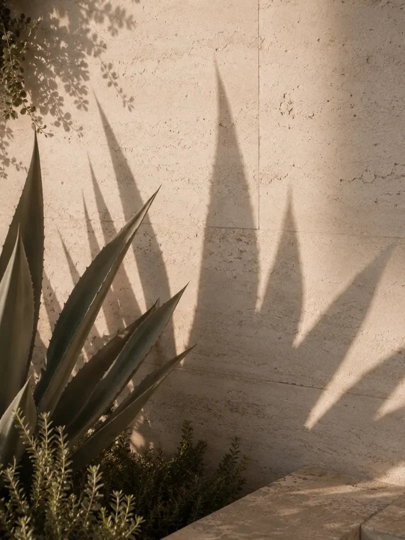 Shadow of tall, pointed plant leaves cast on a light-colored stone wall at night