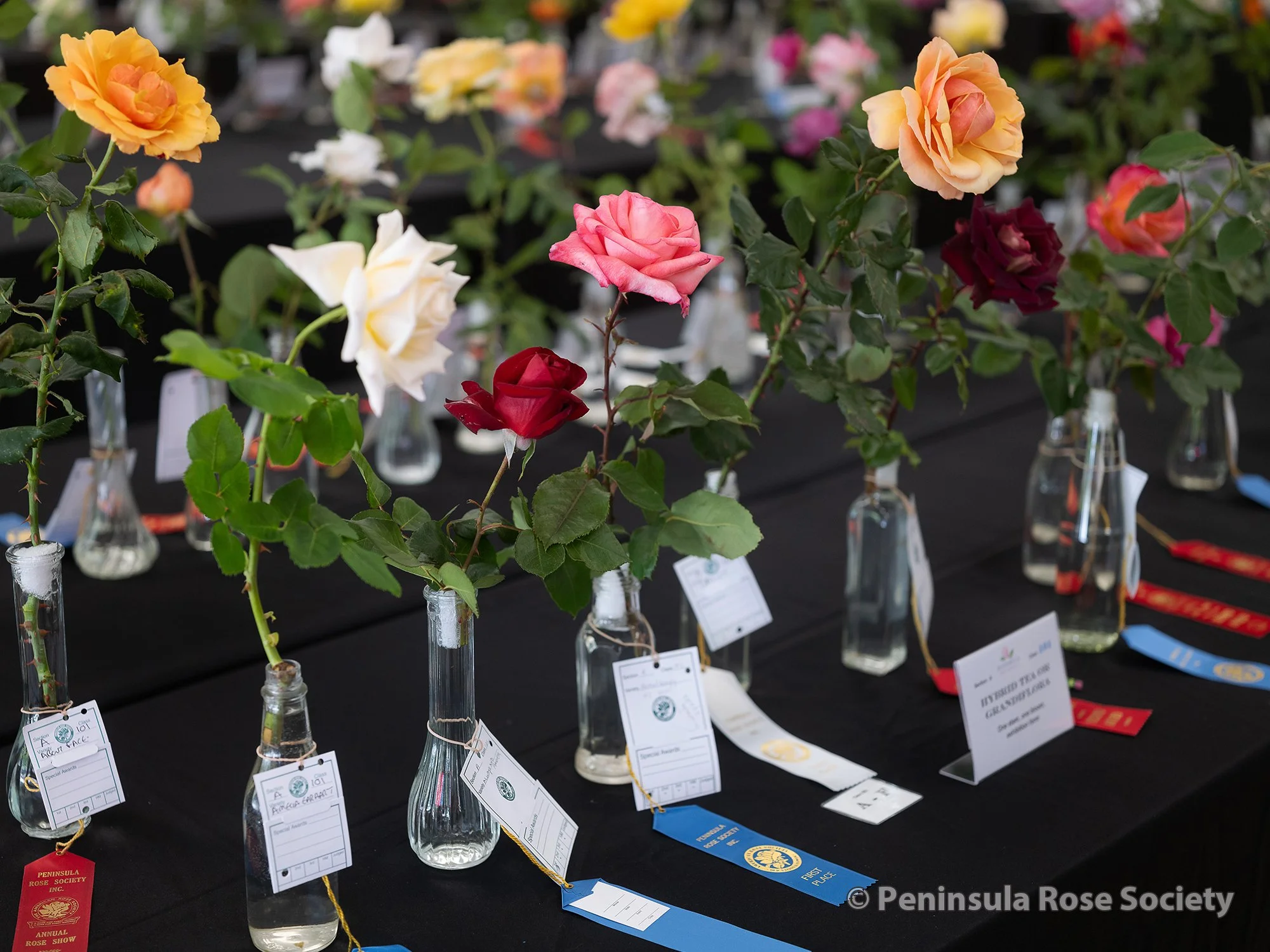 2026 Annual Rose Show