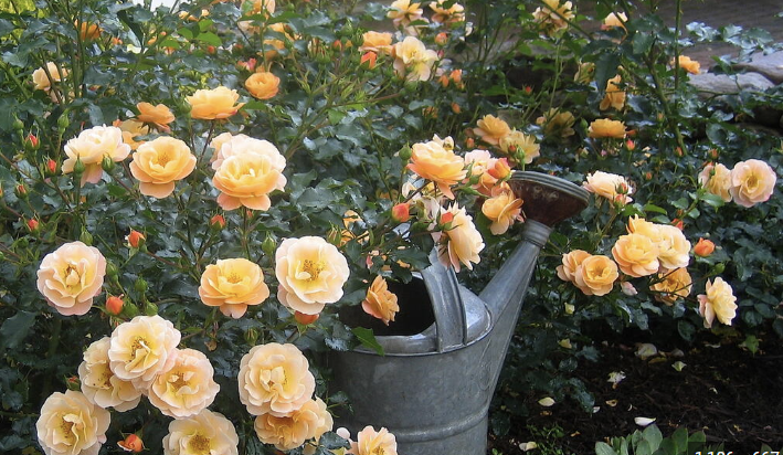 Monthly Rose Education &amp; Workshops
